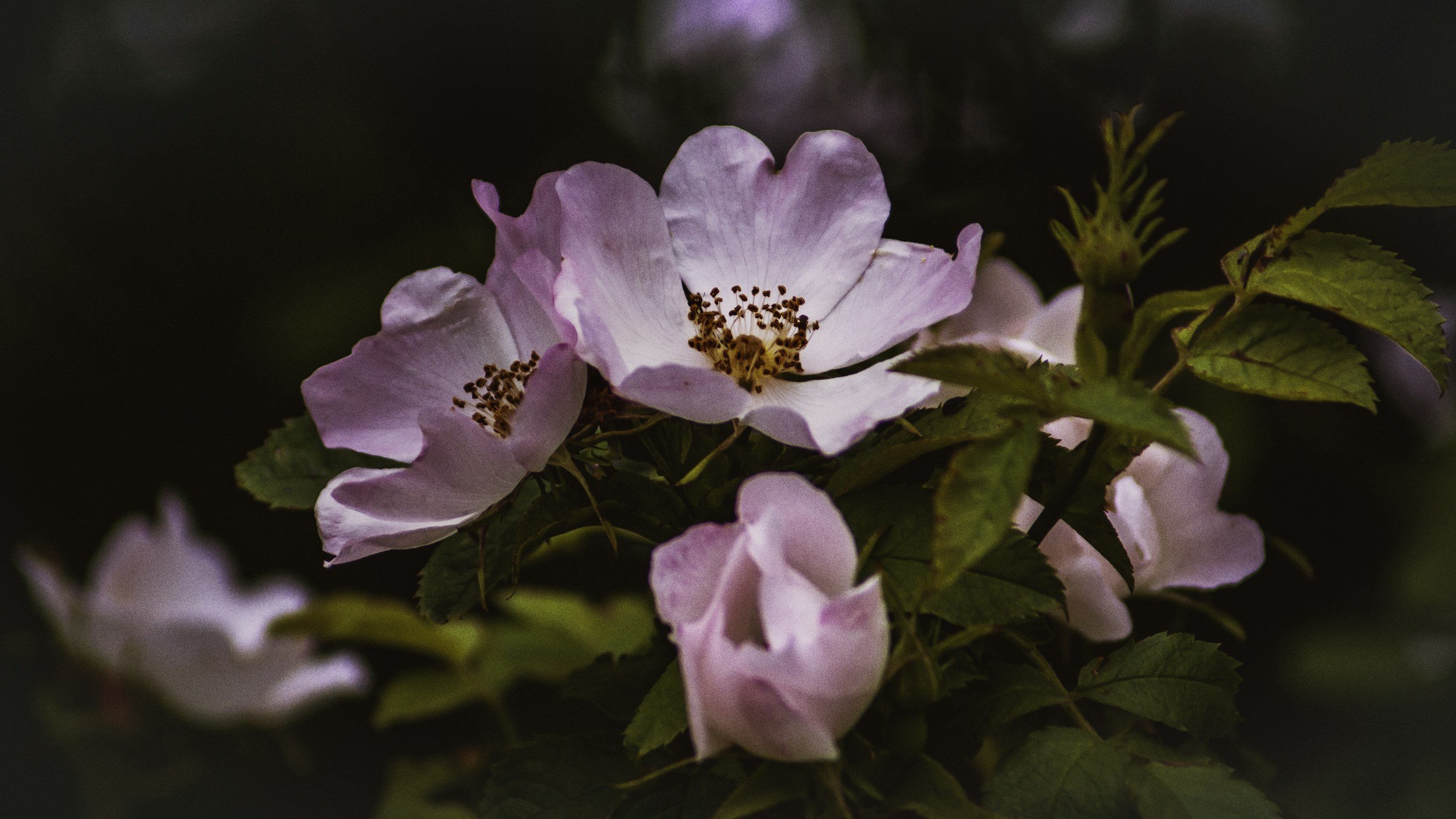 Pink flowers with dark brown stamens and green leaves on a dark background
