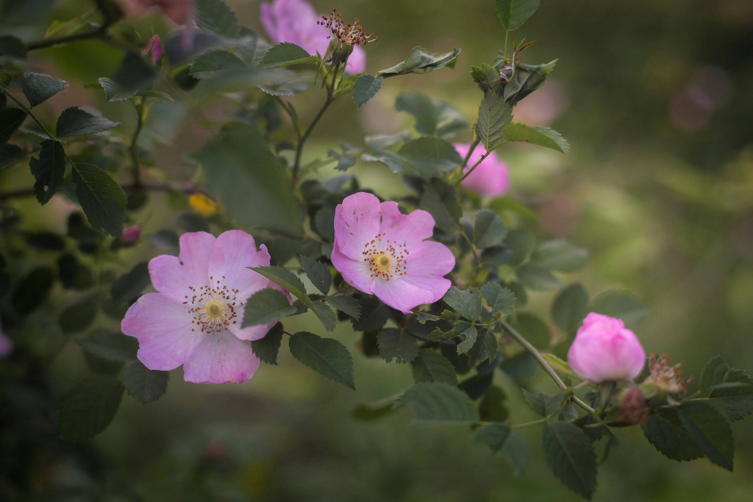 Pink wild rose flowers with green leaves on a bush.