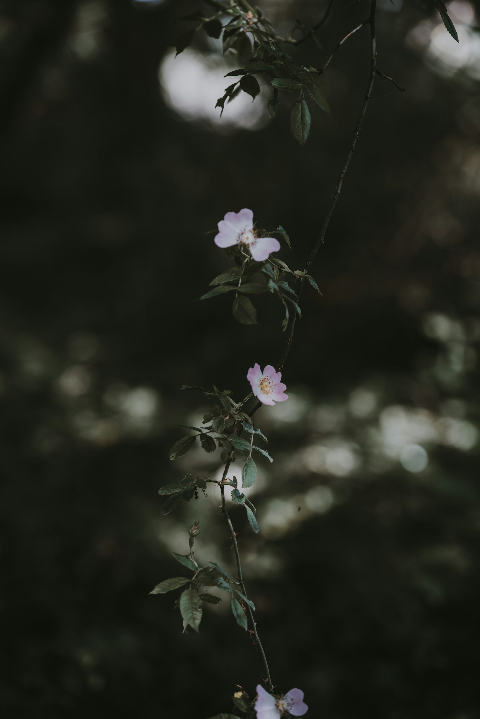 A close-up of a flowering vine with small pink flowers and green leaves, set against a dark, blurred background.