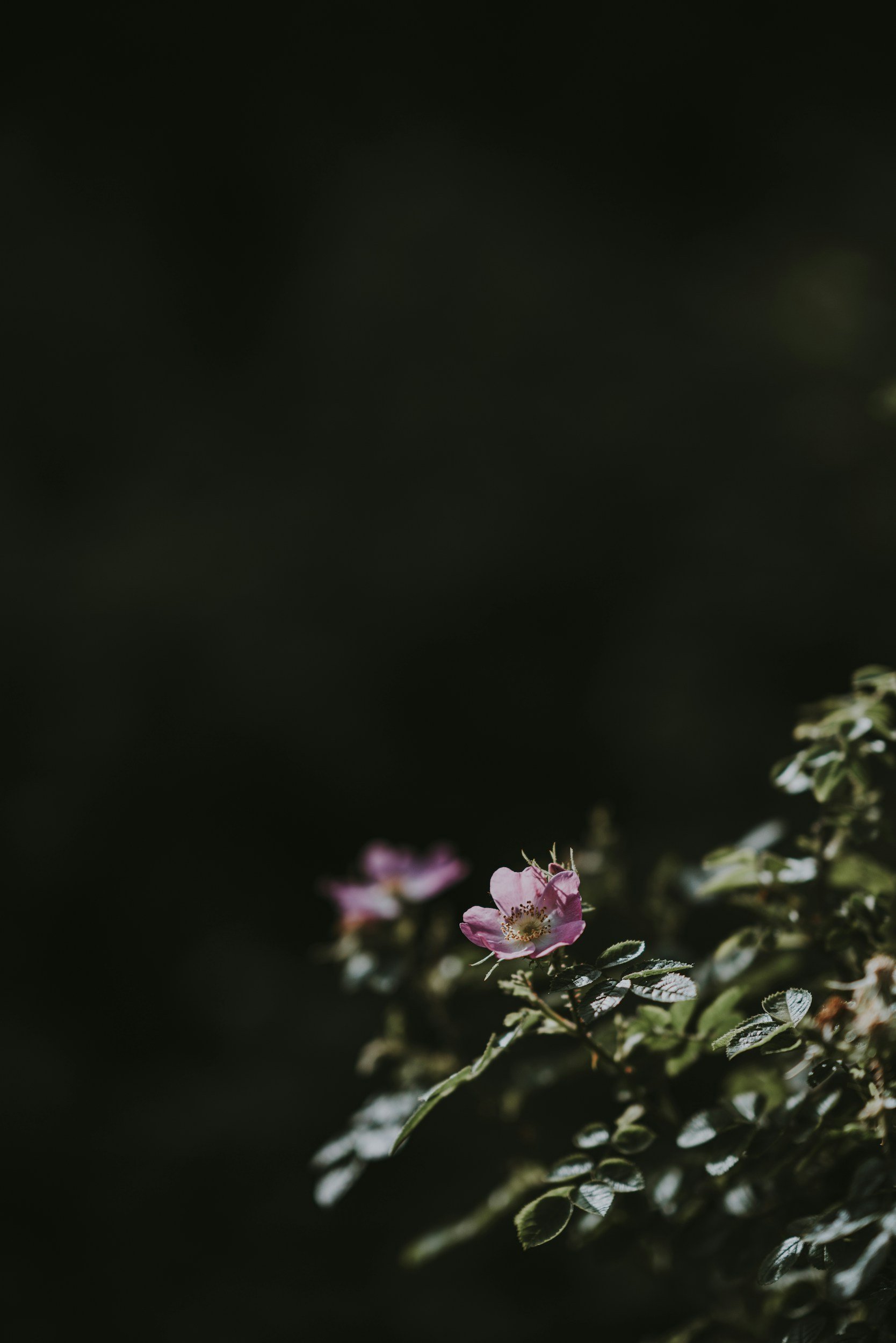 Pink flowers blooming on dark green foliage with a dark blurred background.