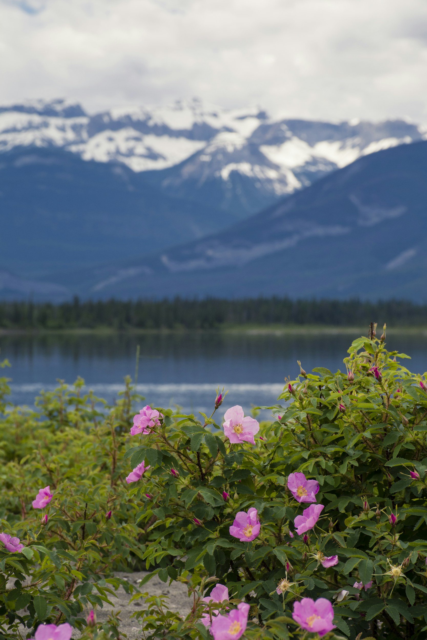 Pink wild roses in the foreground with a lake, dense forest, and snow-capped mountains in the background.