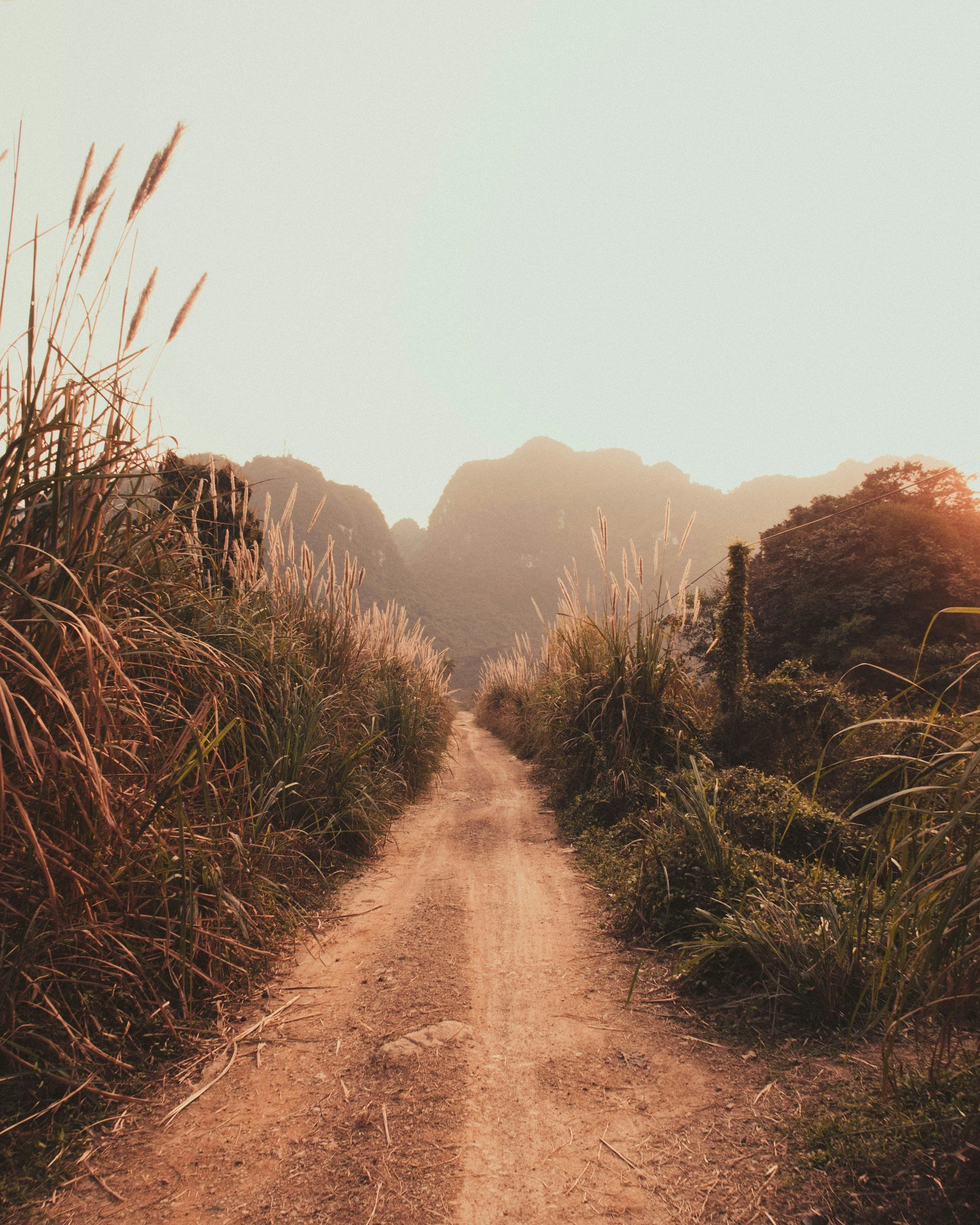 Dirt road through tall grass with mountains in the background under a bright sky.