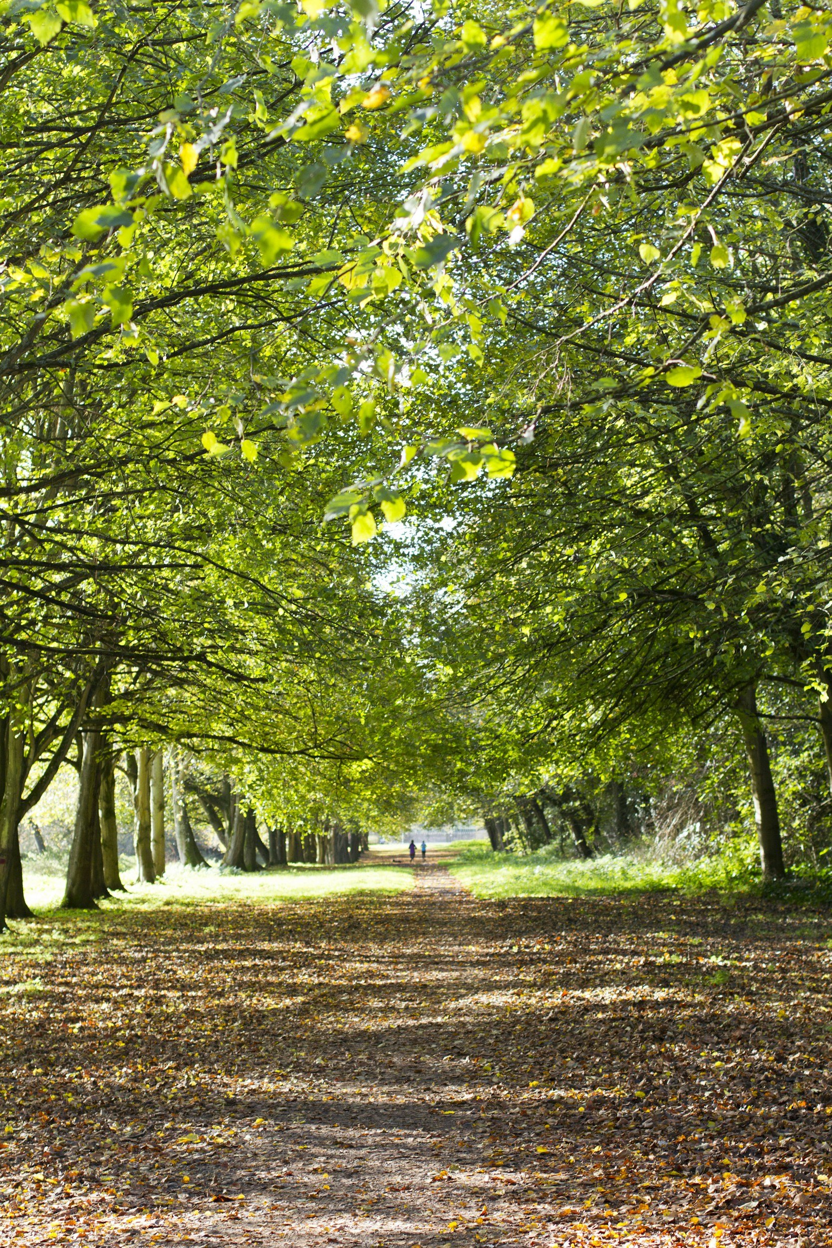 A tree-lined dirt path in a park, with green leaves overhead and a couple walking in the distance.