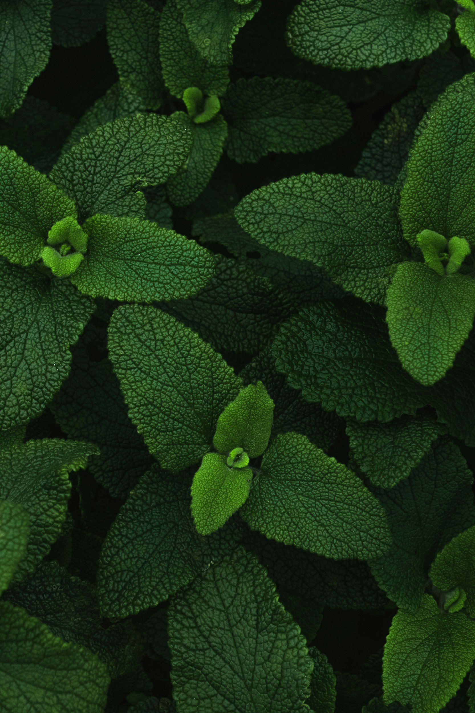 Close-up of vibrant green leaves with textured, veined surfaces and small green buds