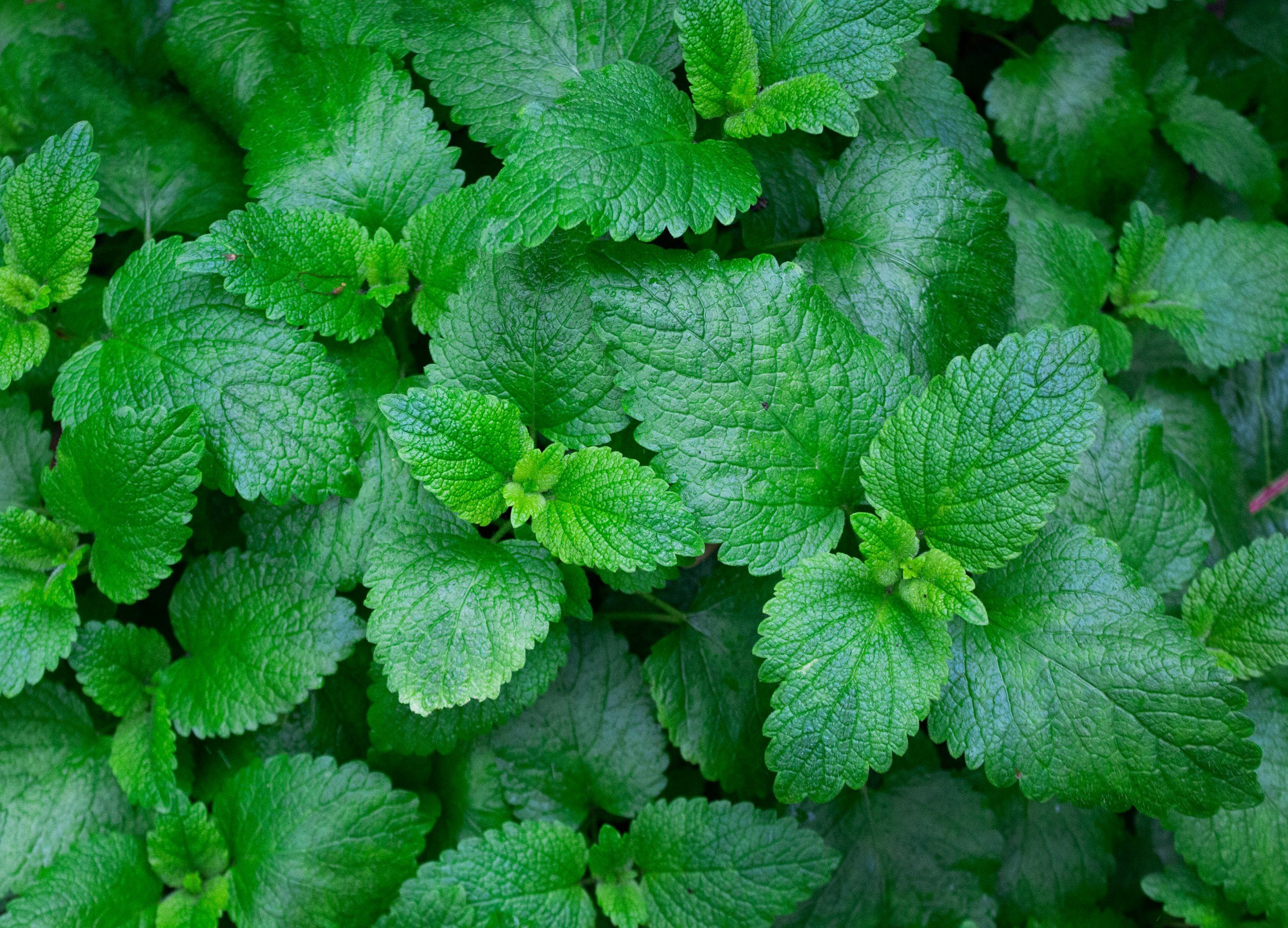 Close-up view of green mint leaves with textured surface and serrated edges.
