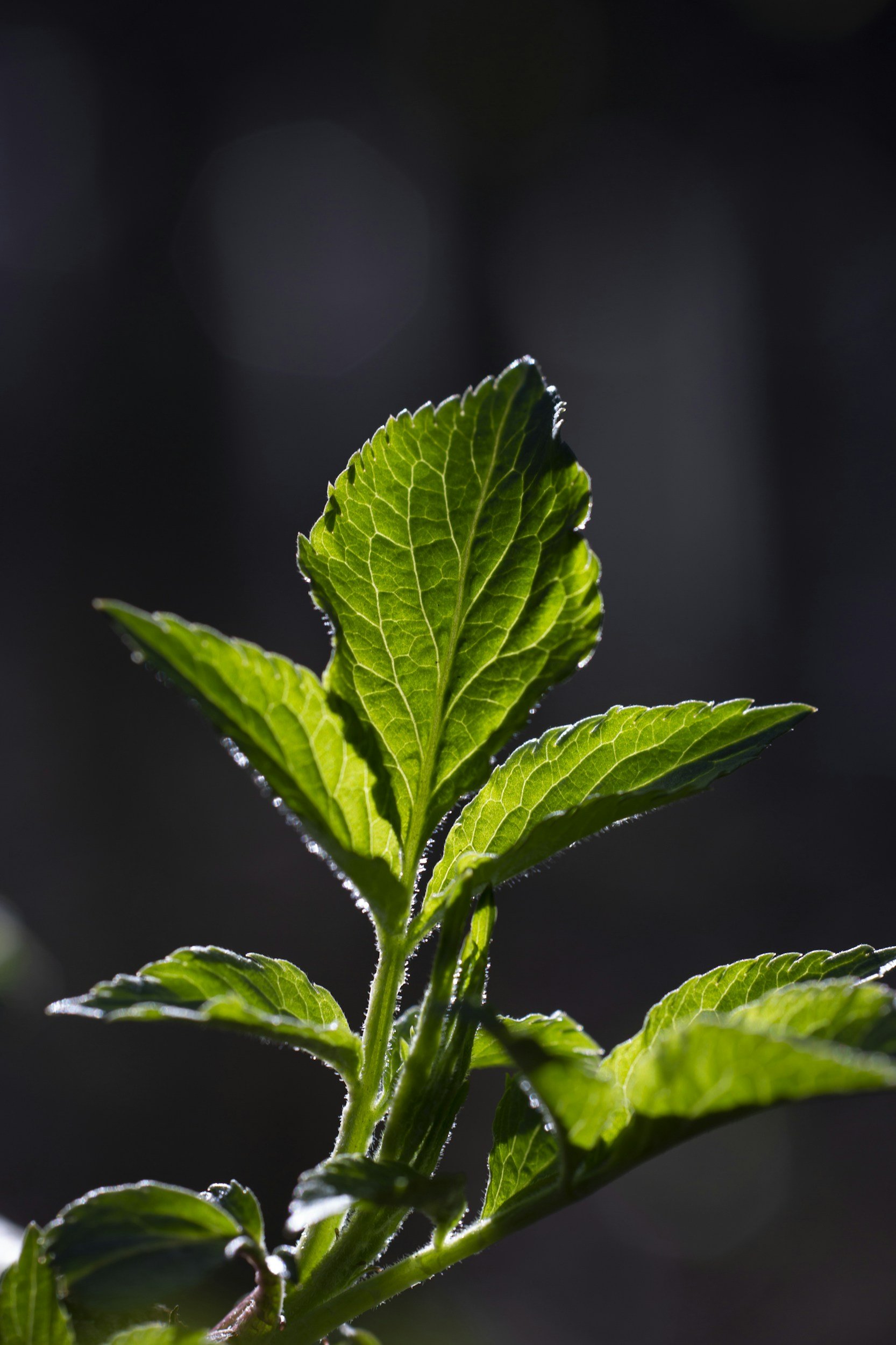 Close-up of green plant leaves with sunlight highlighting their veins, against a dark background.