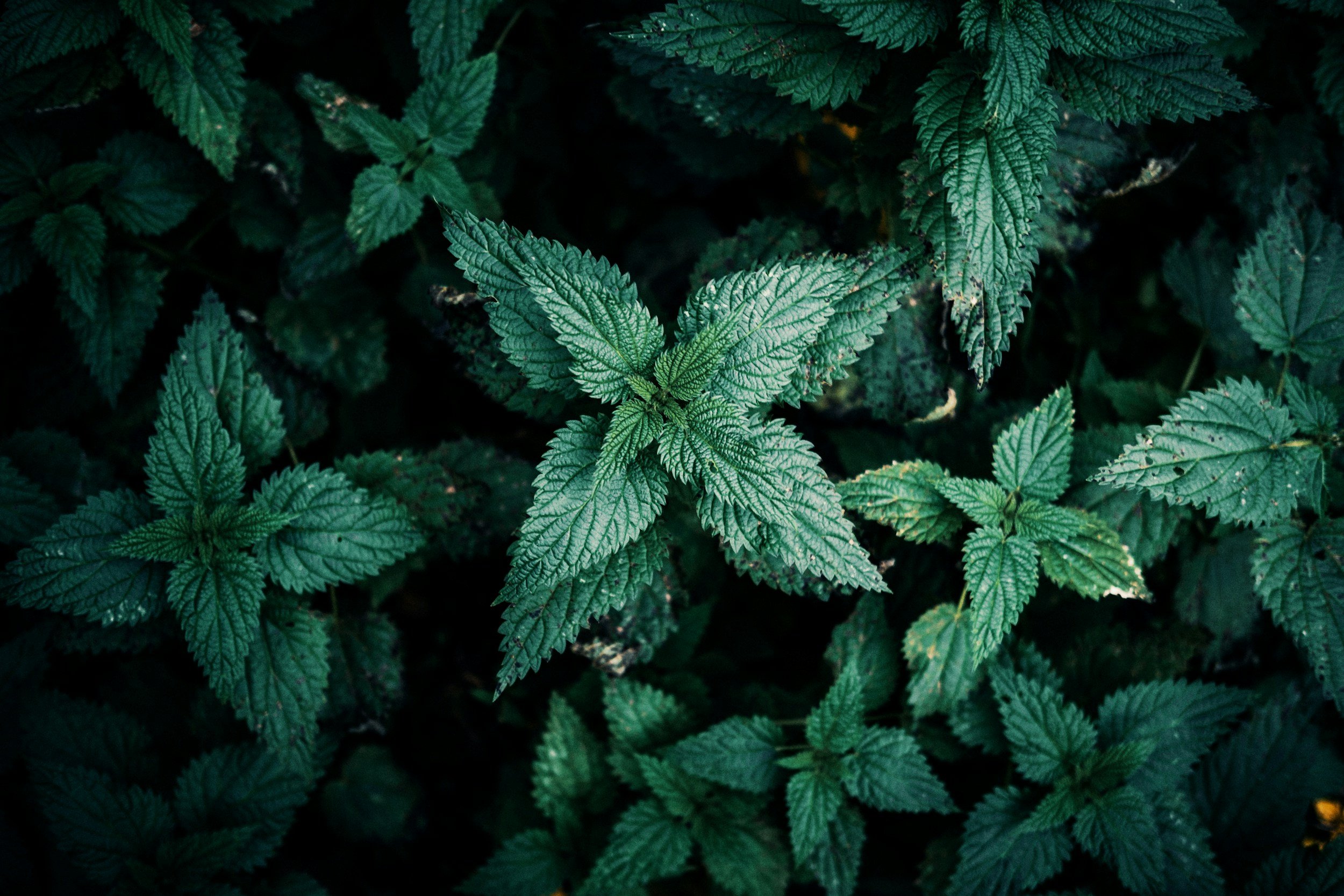 Close-up of dark green, textured leaves with serrated edges, growing densely in a natural setting.