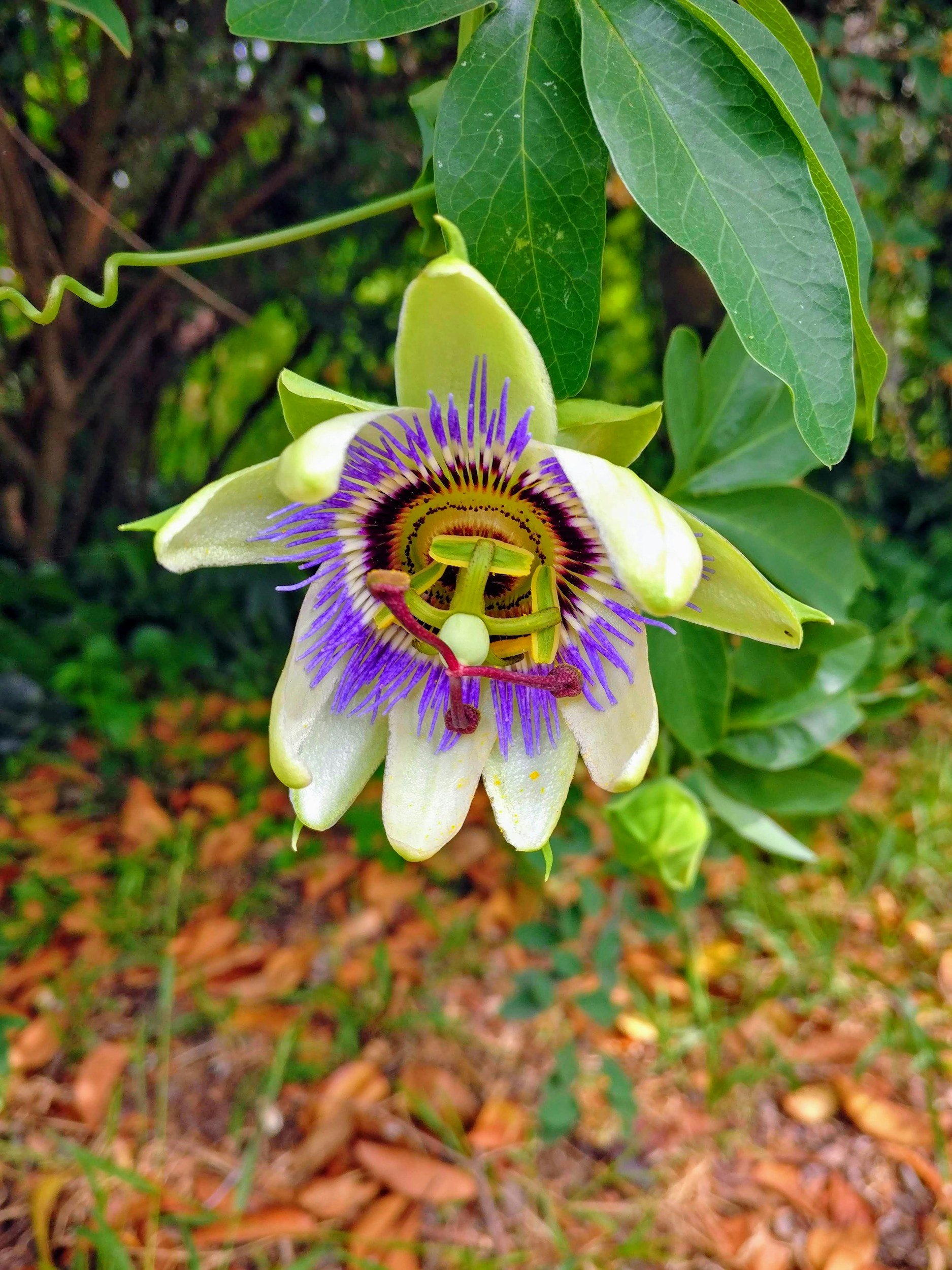 Close-up of a passionflower with green leaves and a blurred natural background.