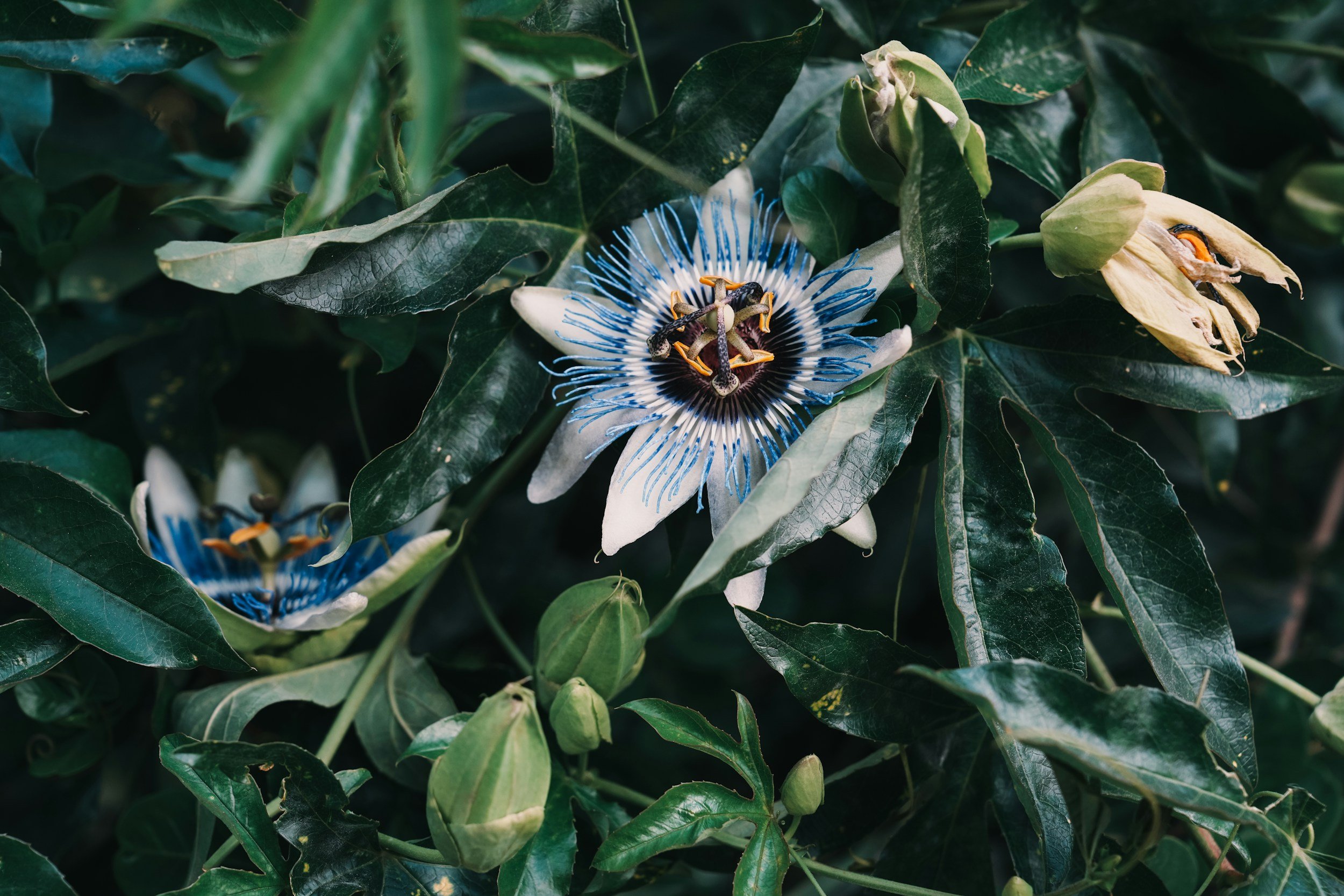 A passion flower with white and blue petals, surrounded by green leaves and unopened flower buds.