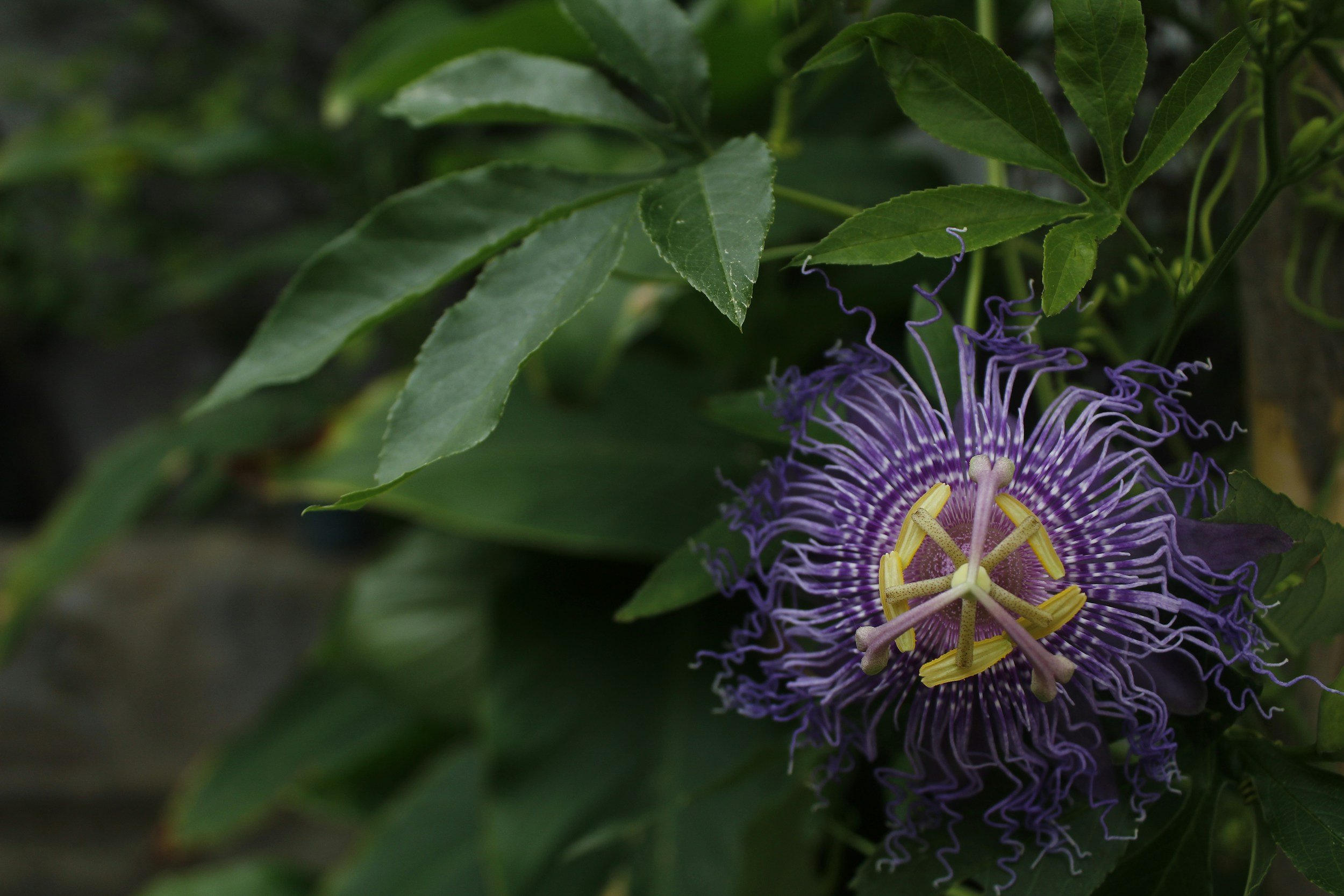 Close-up of a purple passionflower with an intricate structure, surrounded by green leaves.