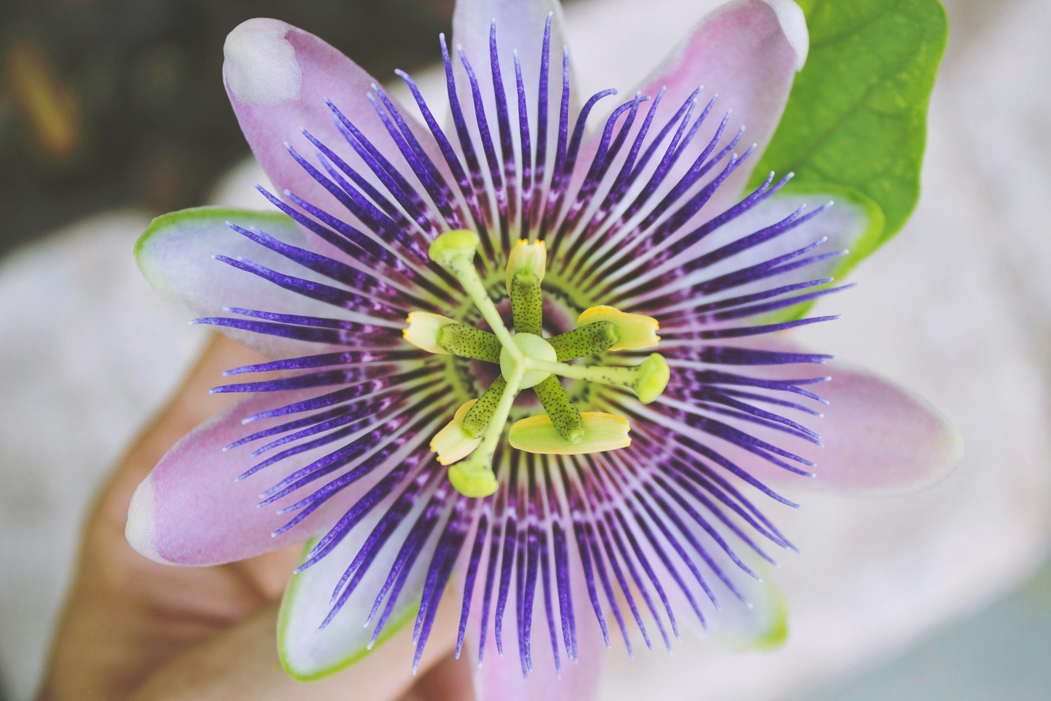 Close-up of a colorful passionflower with purple filaments, yellow and green center, and white and pink petals.