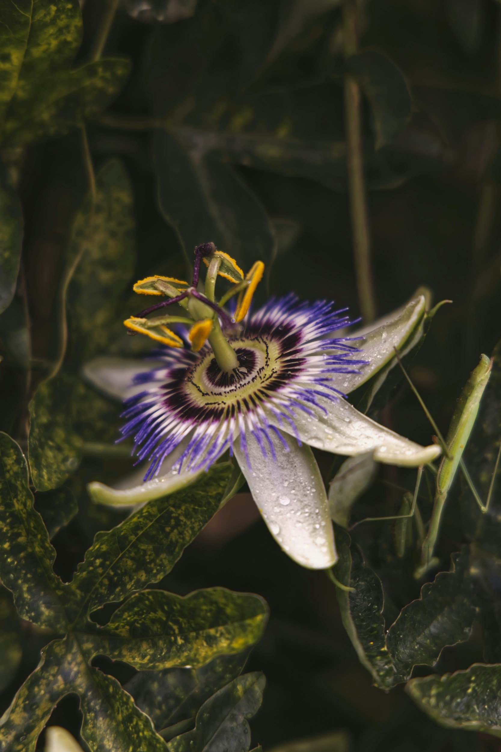 A close-up of a passionflower with white petals, purple and white filaments, and hanging dew drops, surrounded by green foliage.
