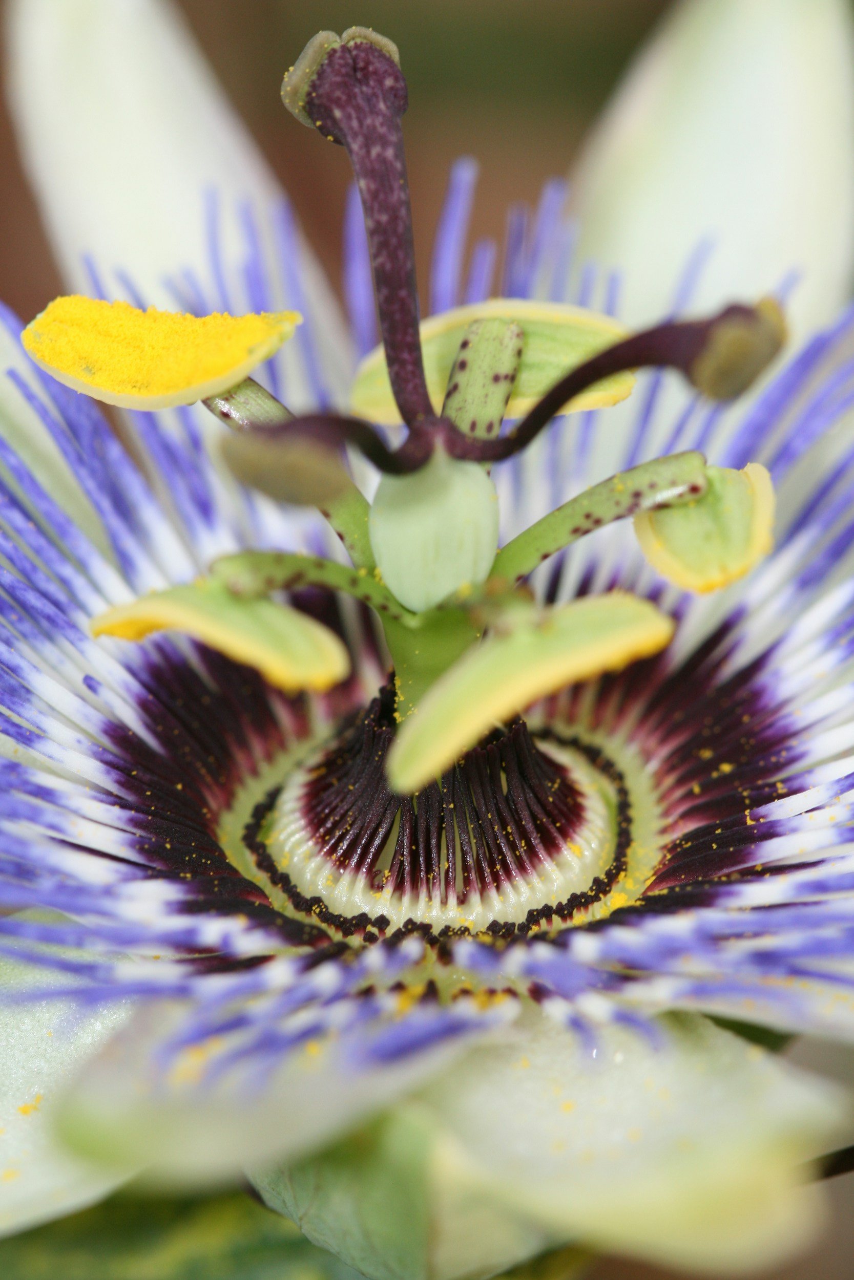 Close-up of the inner part of a passionflower, showing its vibrant yellow, purple, and white details and intricate structure.