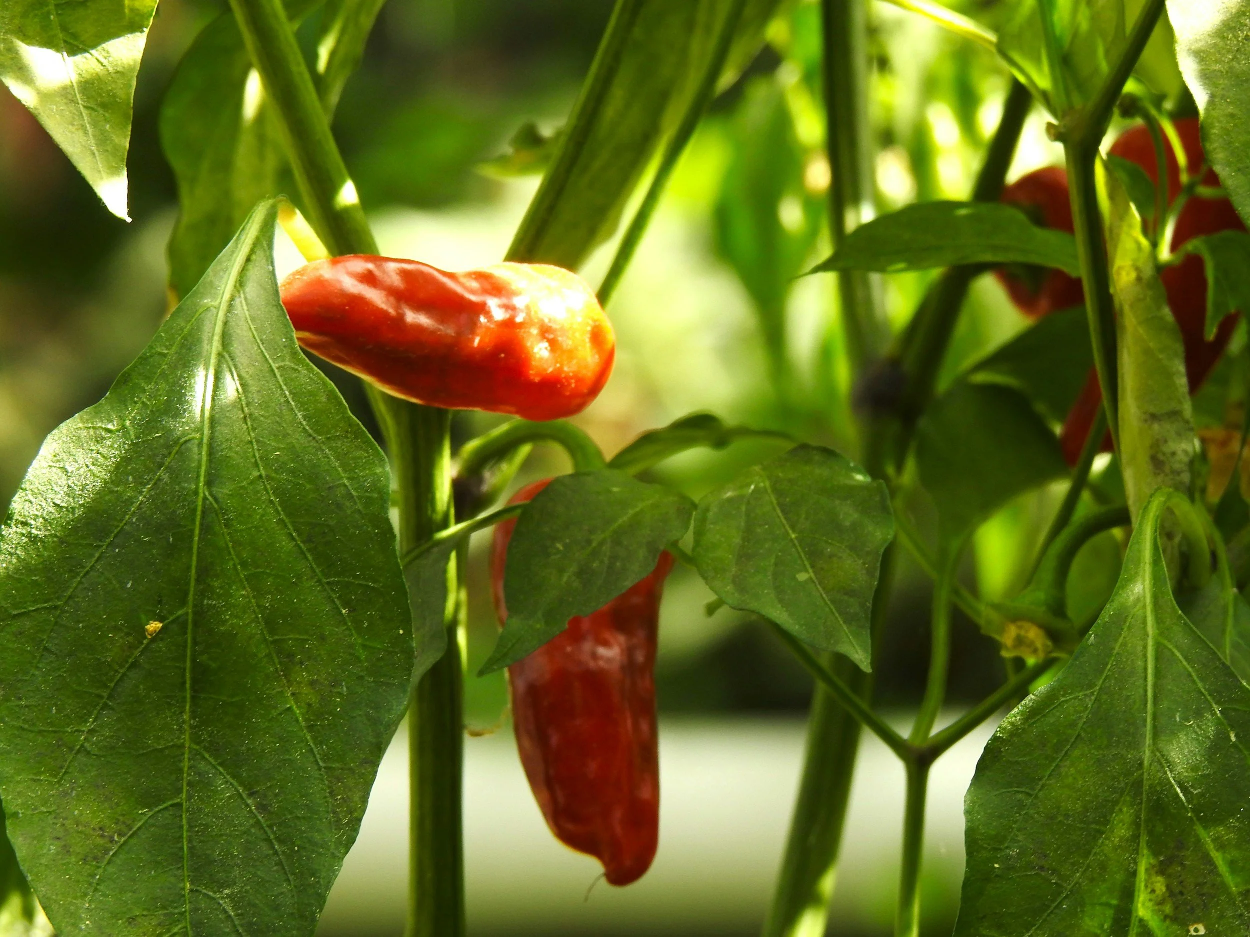 Chilli (Capsicum annuum)