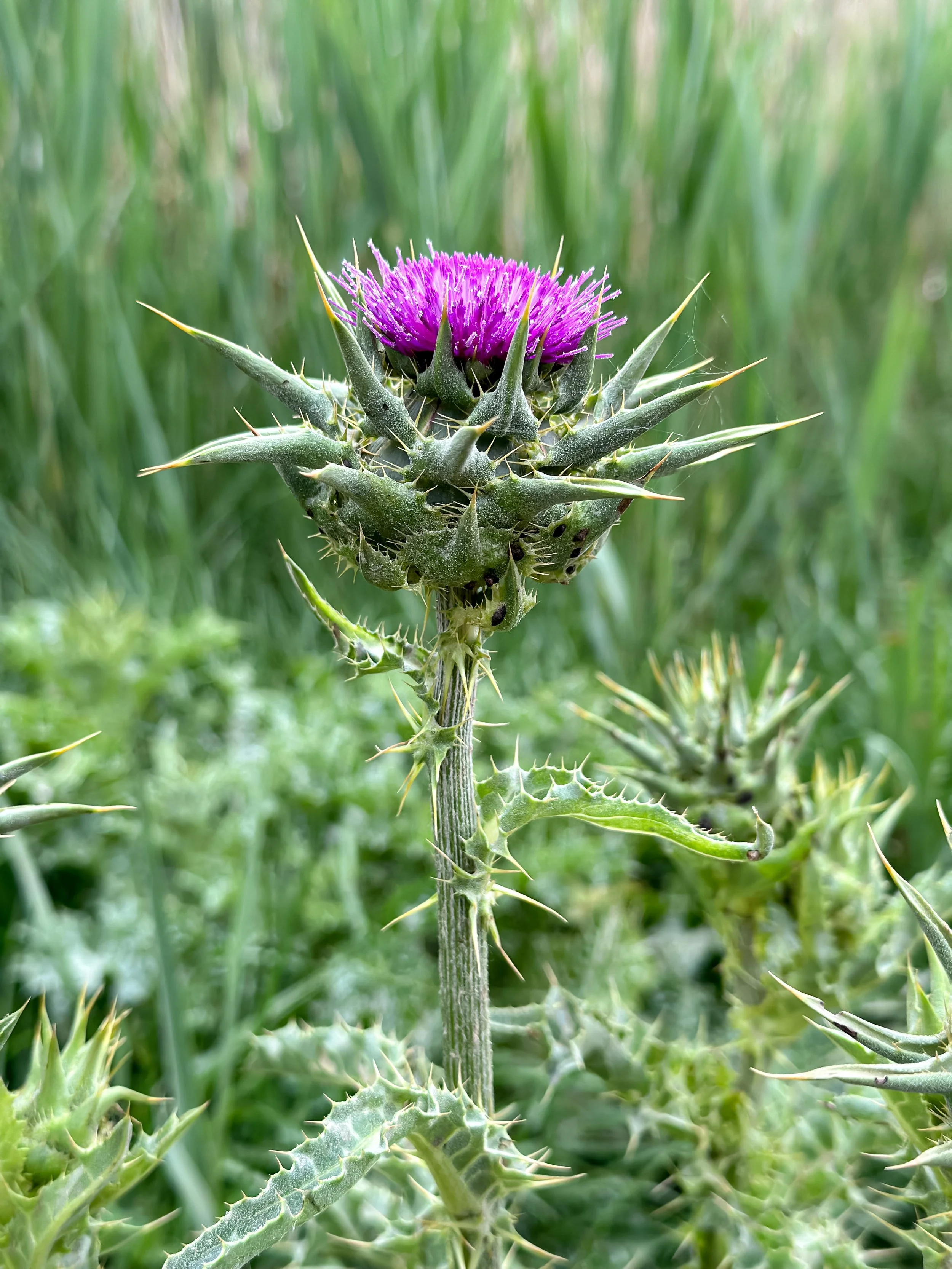 Milk Thistle (Silybum marianum) 