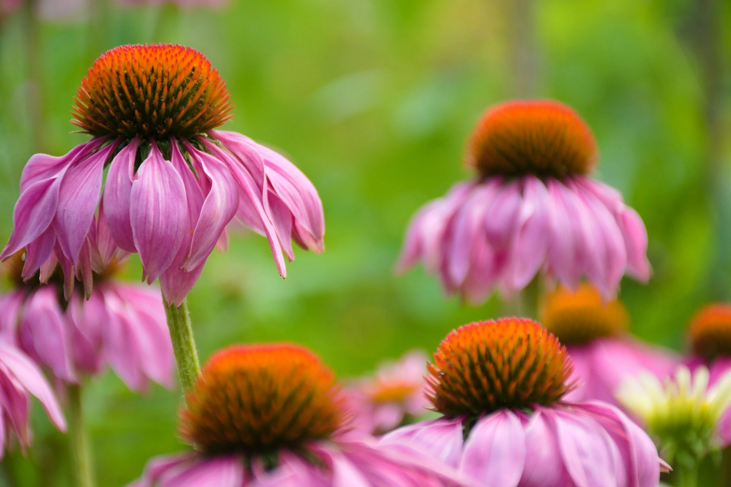Echinacea (Echinacea spp)