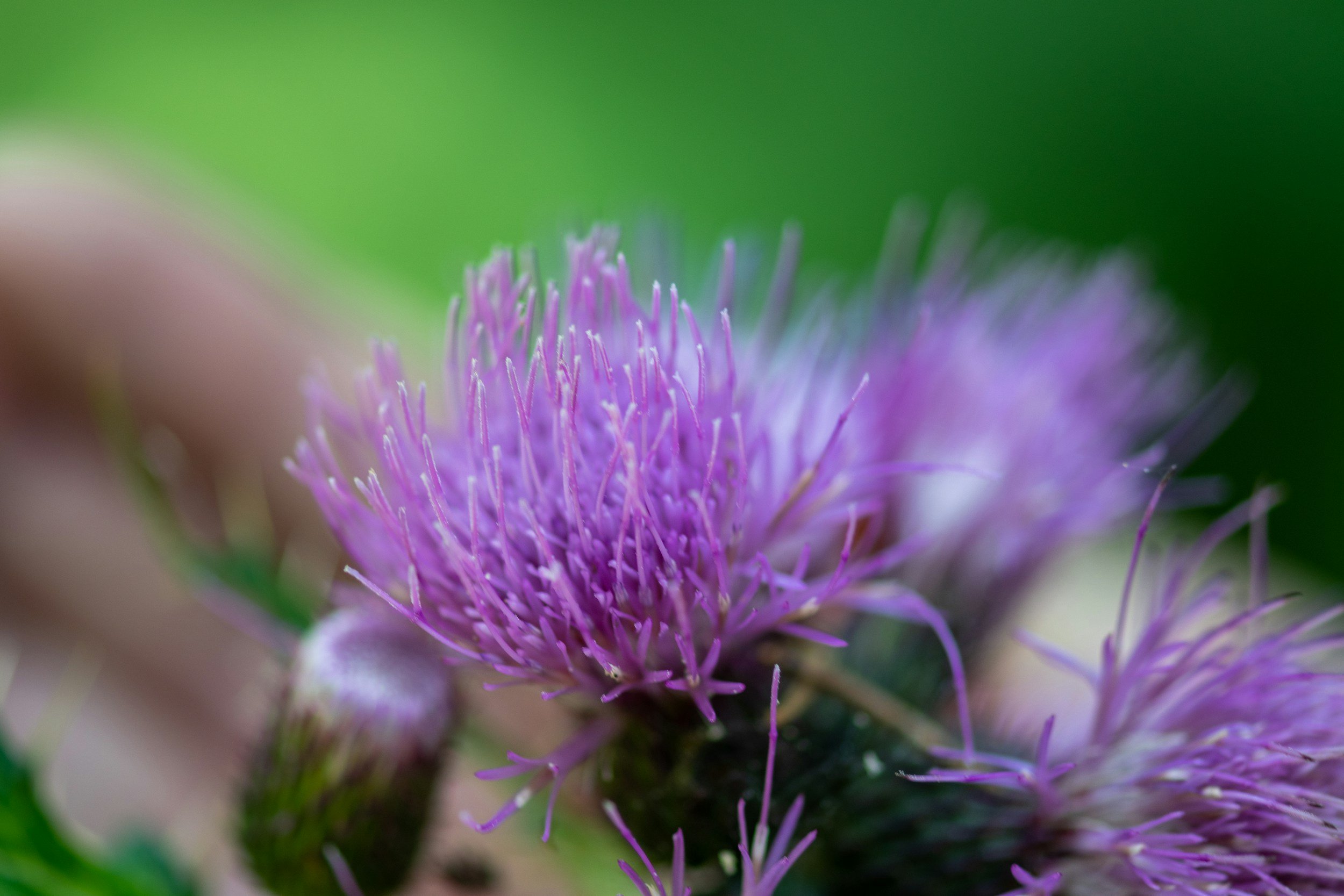 Burdock (Arctium lappa)