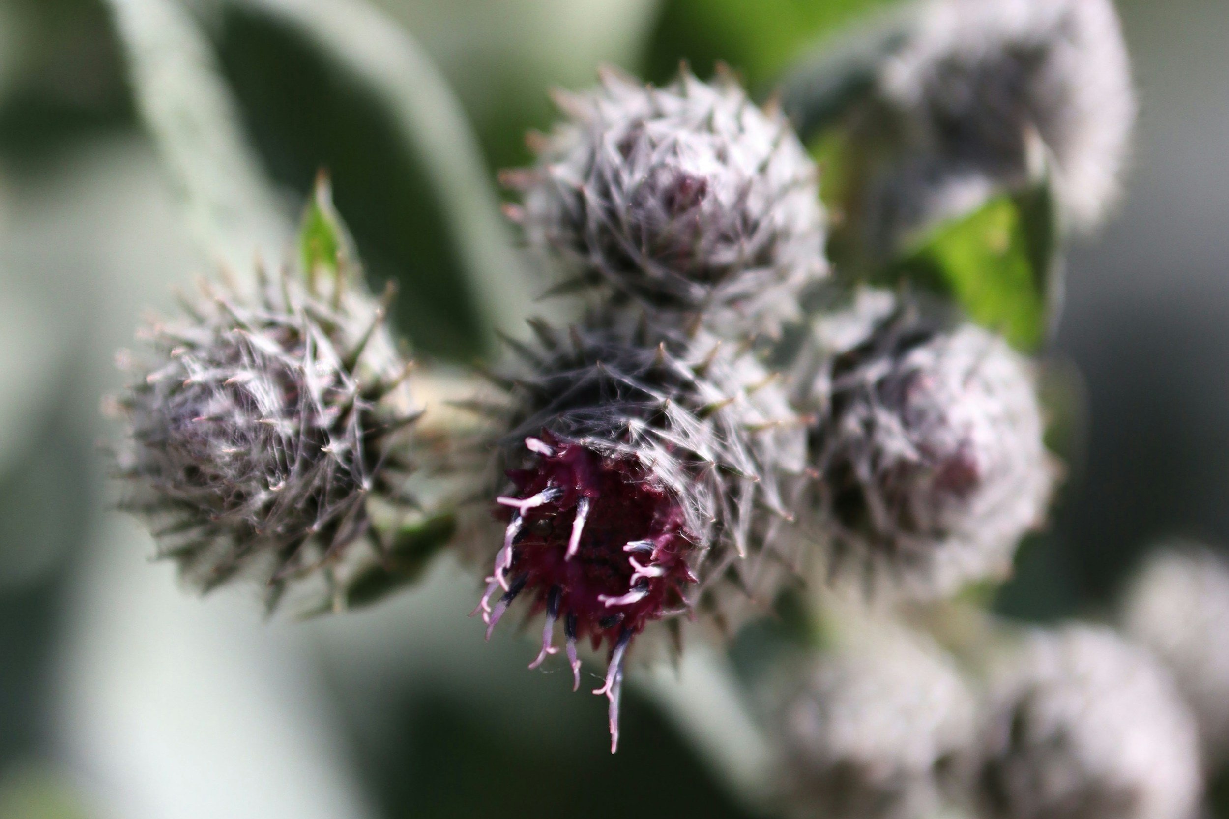 Burdock (Arctium lappa)