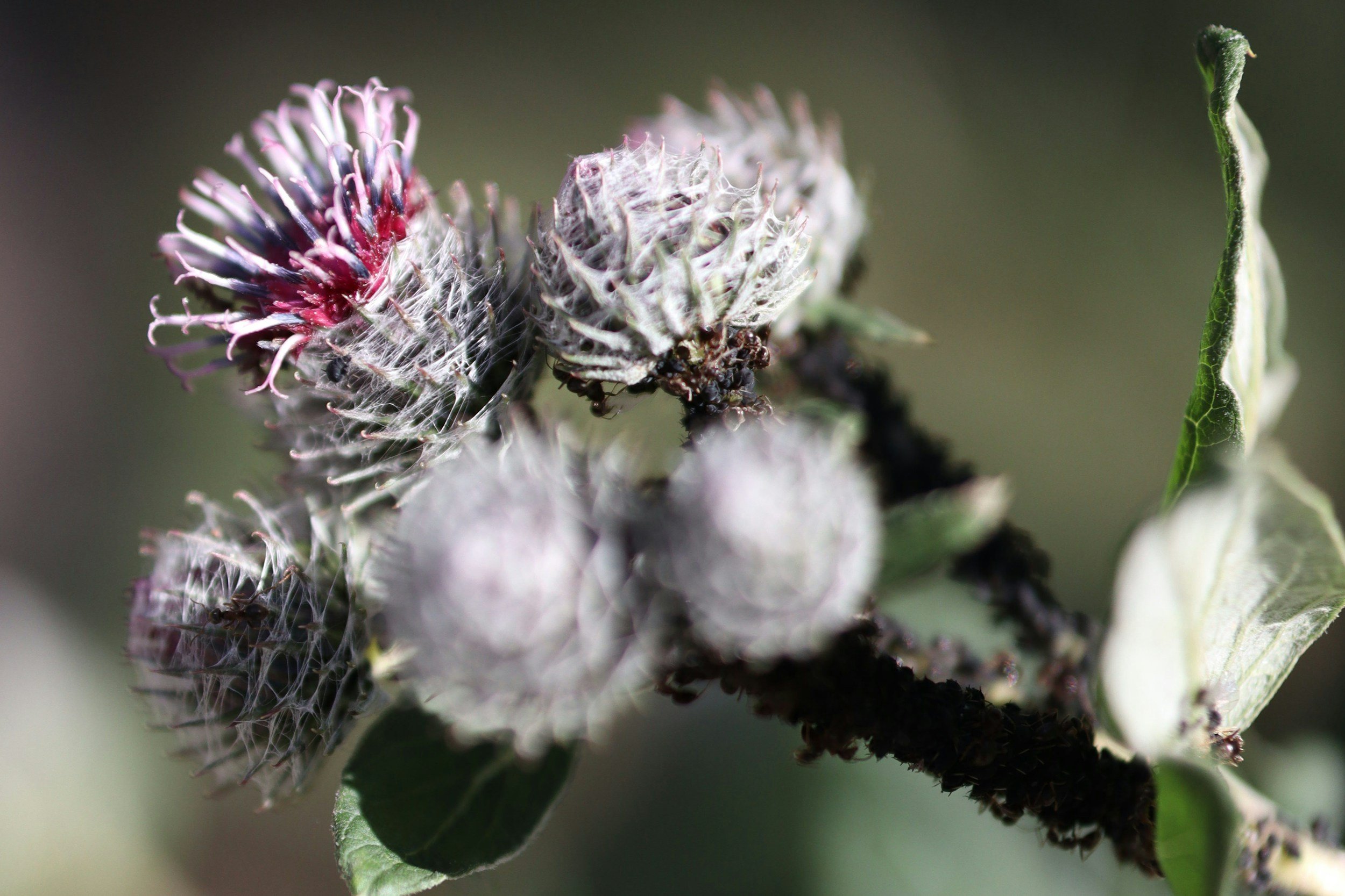 Burdock (Arctium lappa)