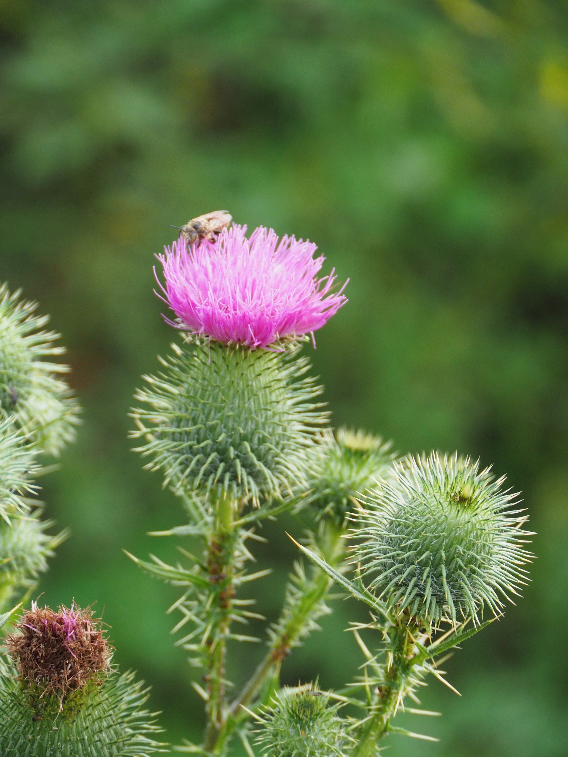 Burdock (Arctium lappa)