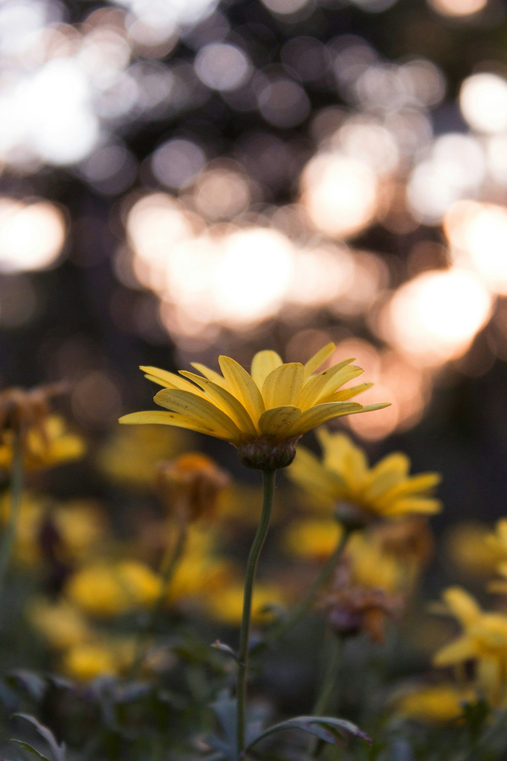 A yellow flower with a blurred background of other flowers and circular bokeh lights.