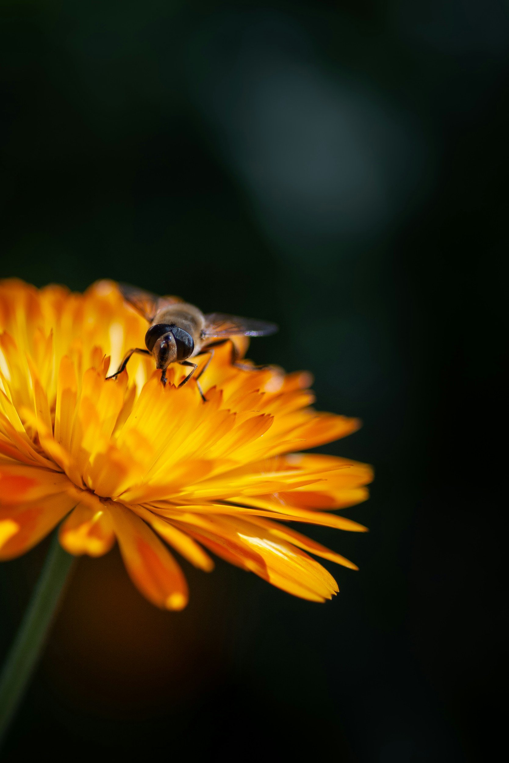 A bee on an orange flower with dark blurred background