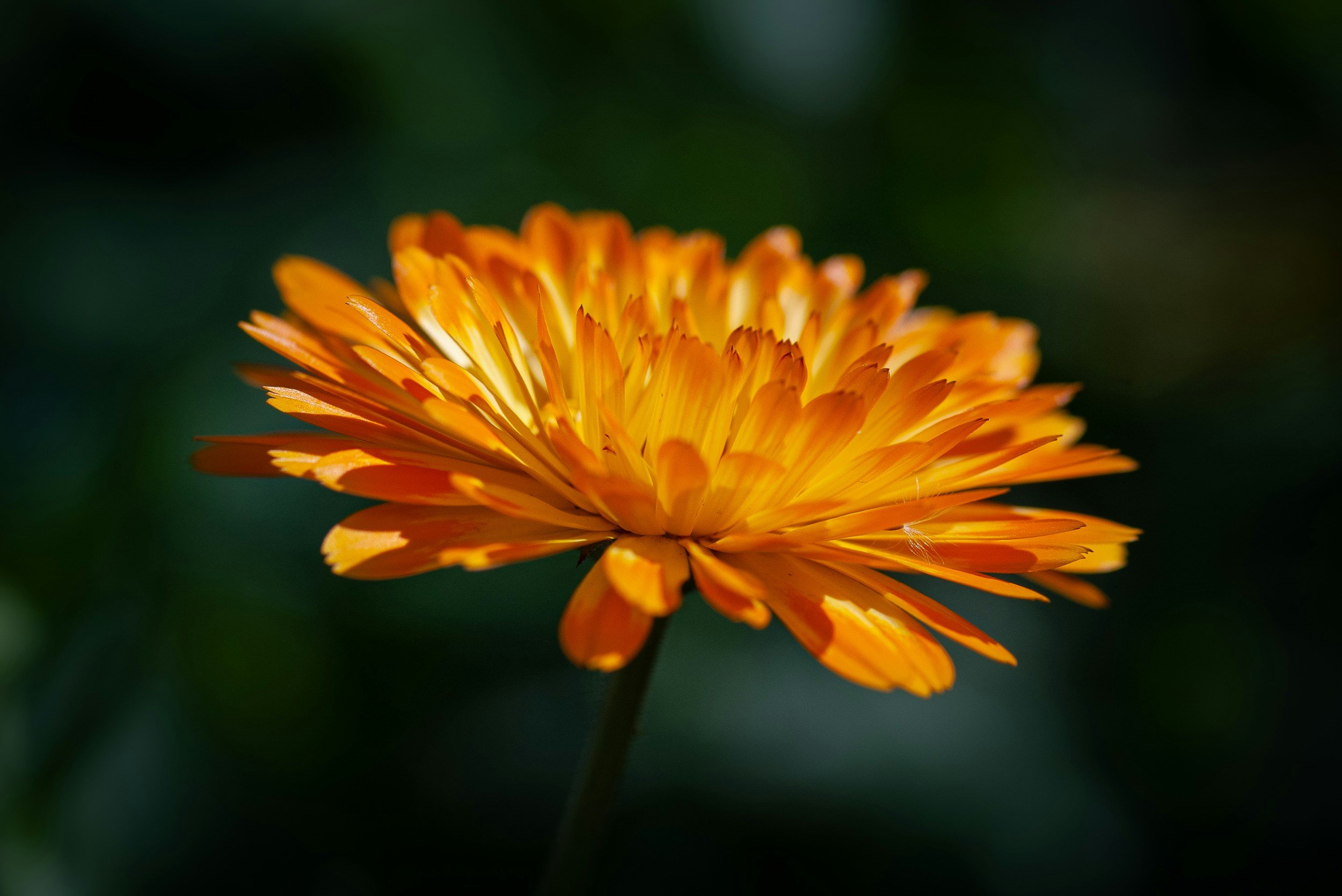 Close-up of an orange and yellow flower with blurred green background.