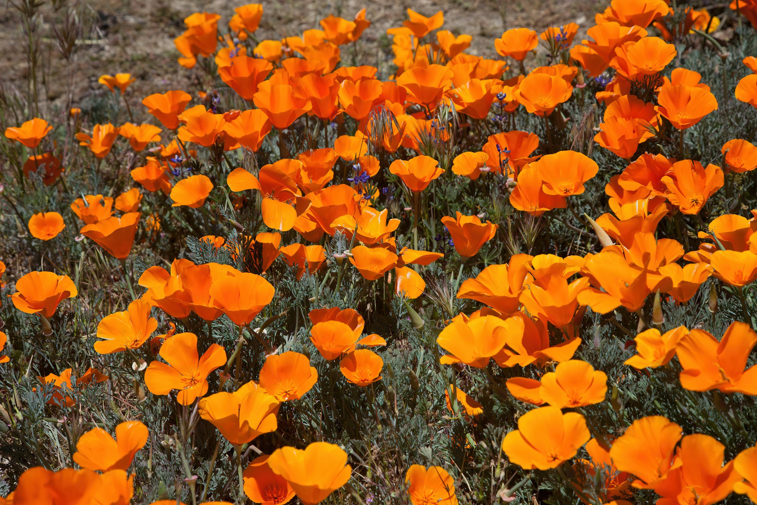 A vibrant patch of bright orange poppies blooming in a garden, with some small purple flowers interspersed among the poppies.