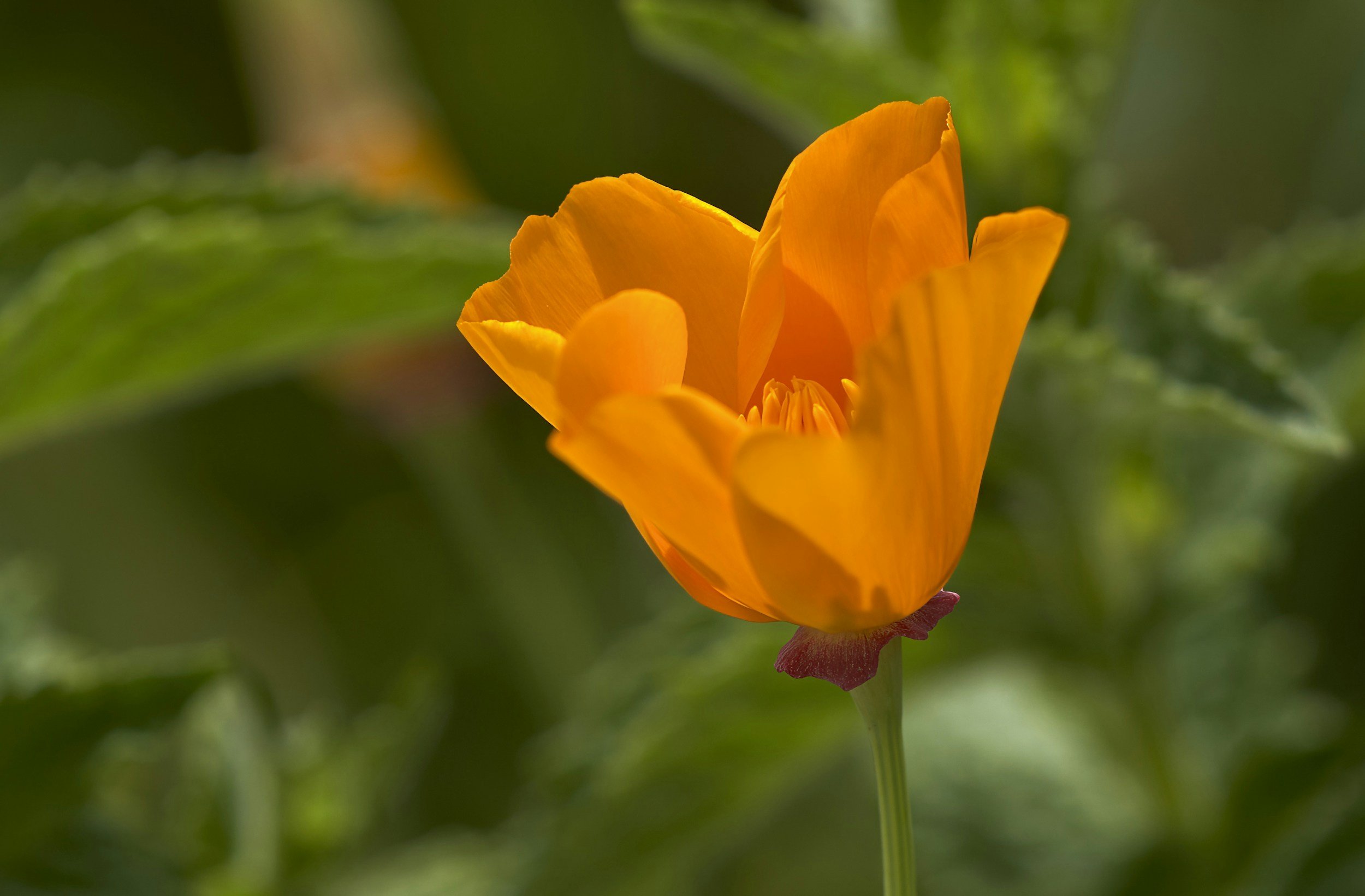 A vibrant orange and dark-colored tulip flower in bloom with a background of green leaves.