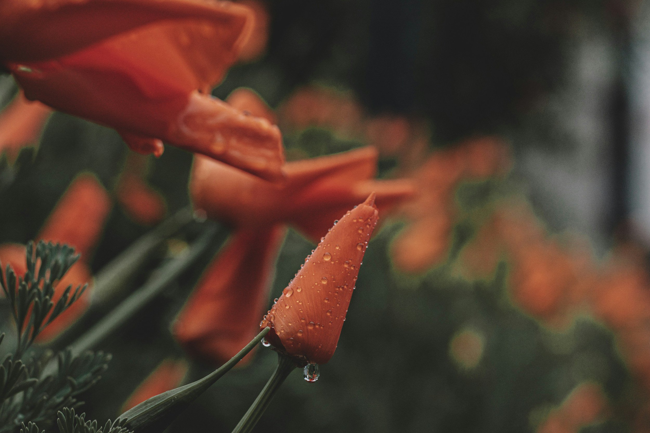 Close-up of an orange flower with water droplets on its petals, blurred purple-orange flowers in the background.