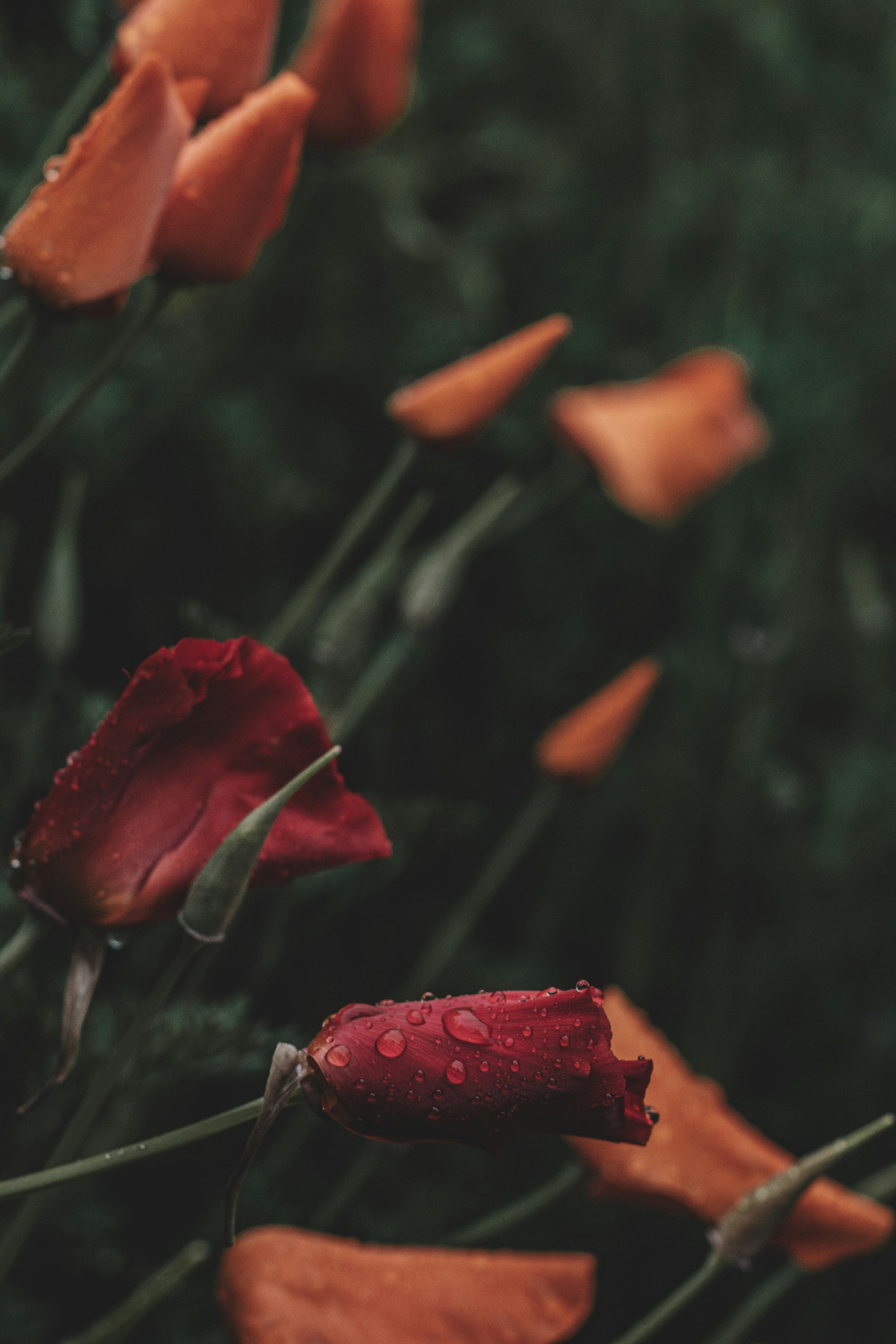 Close-up of red and orange flowers with dew drops on the petals, dark green background.