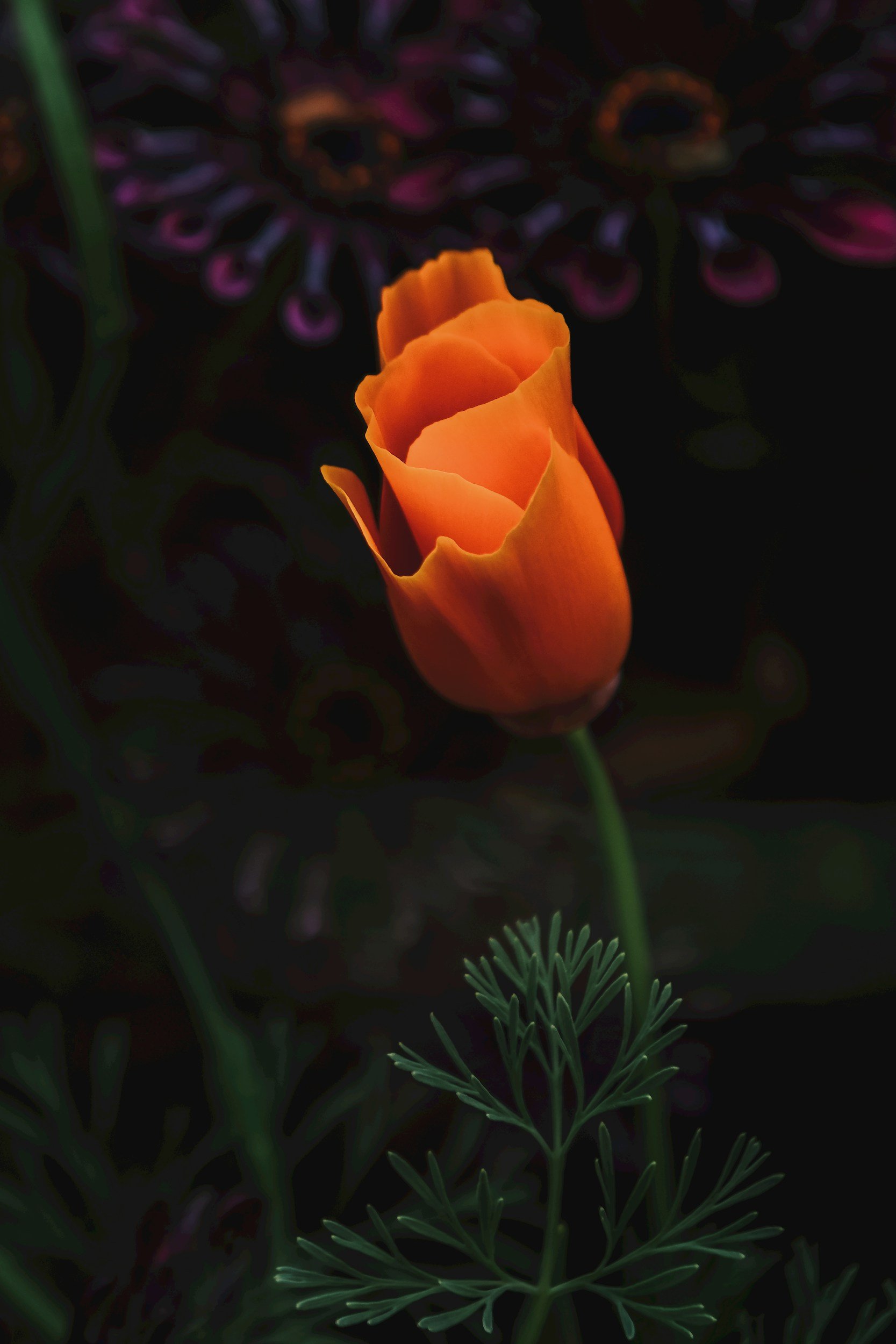 A single orange tulip flower in bloom with dark background and green foliage.