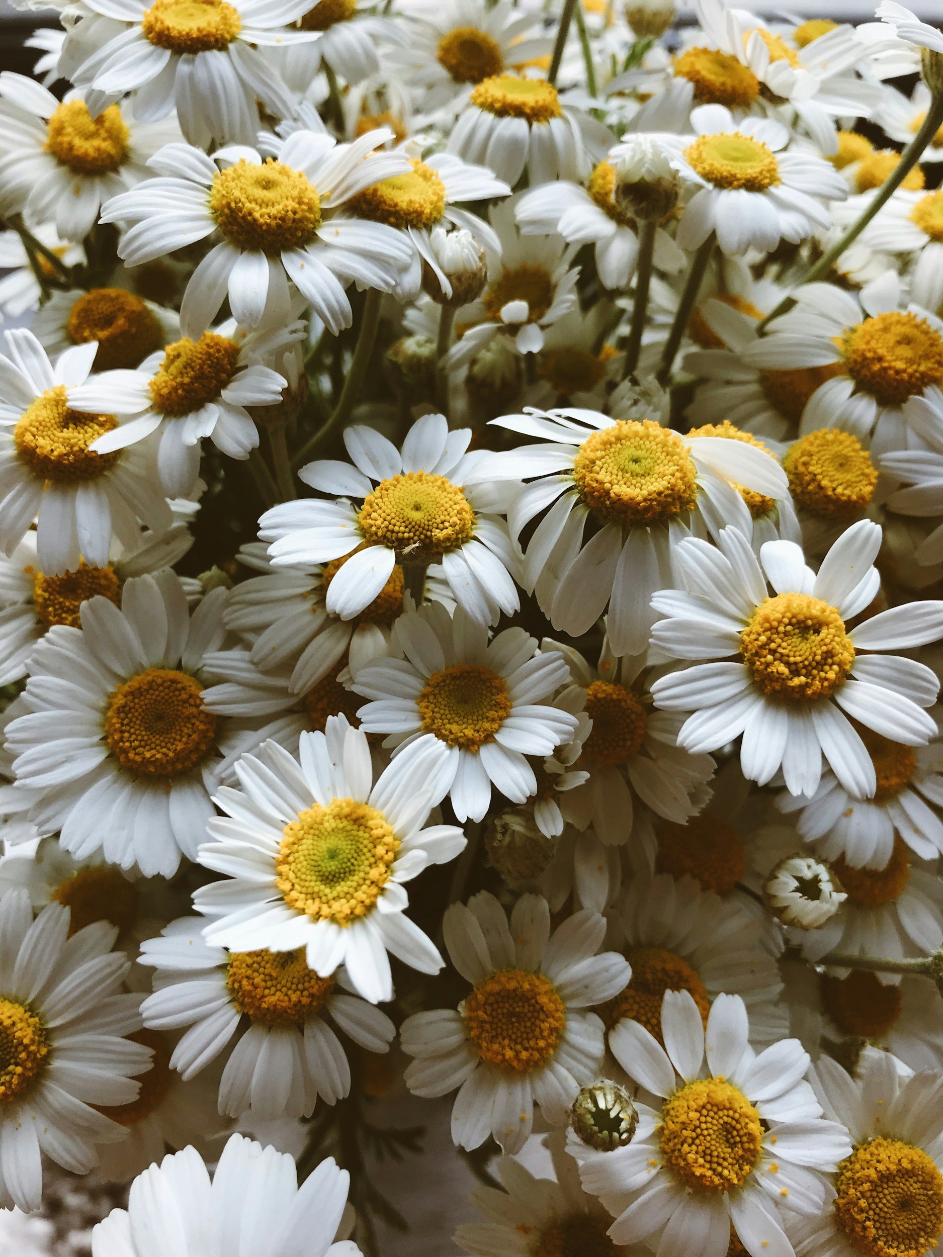 A close-up of numerous small white daisies with yellow centers.