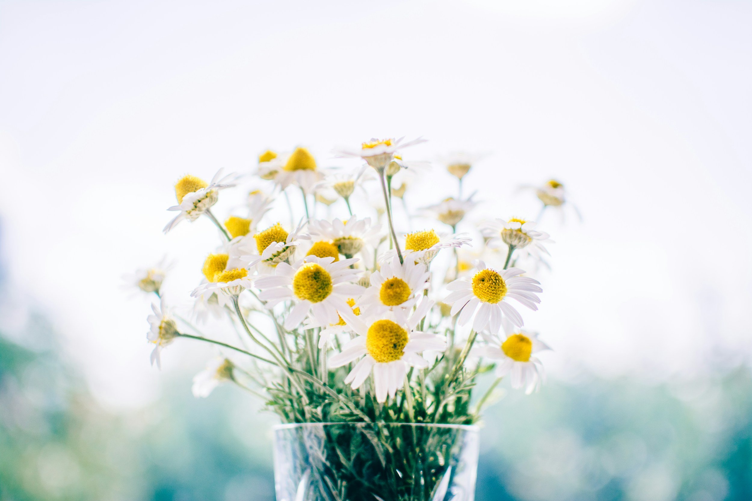 A bouquet of white daisies with yellow centers in a clear glass vase, set against a bright, softly blurred background.