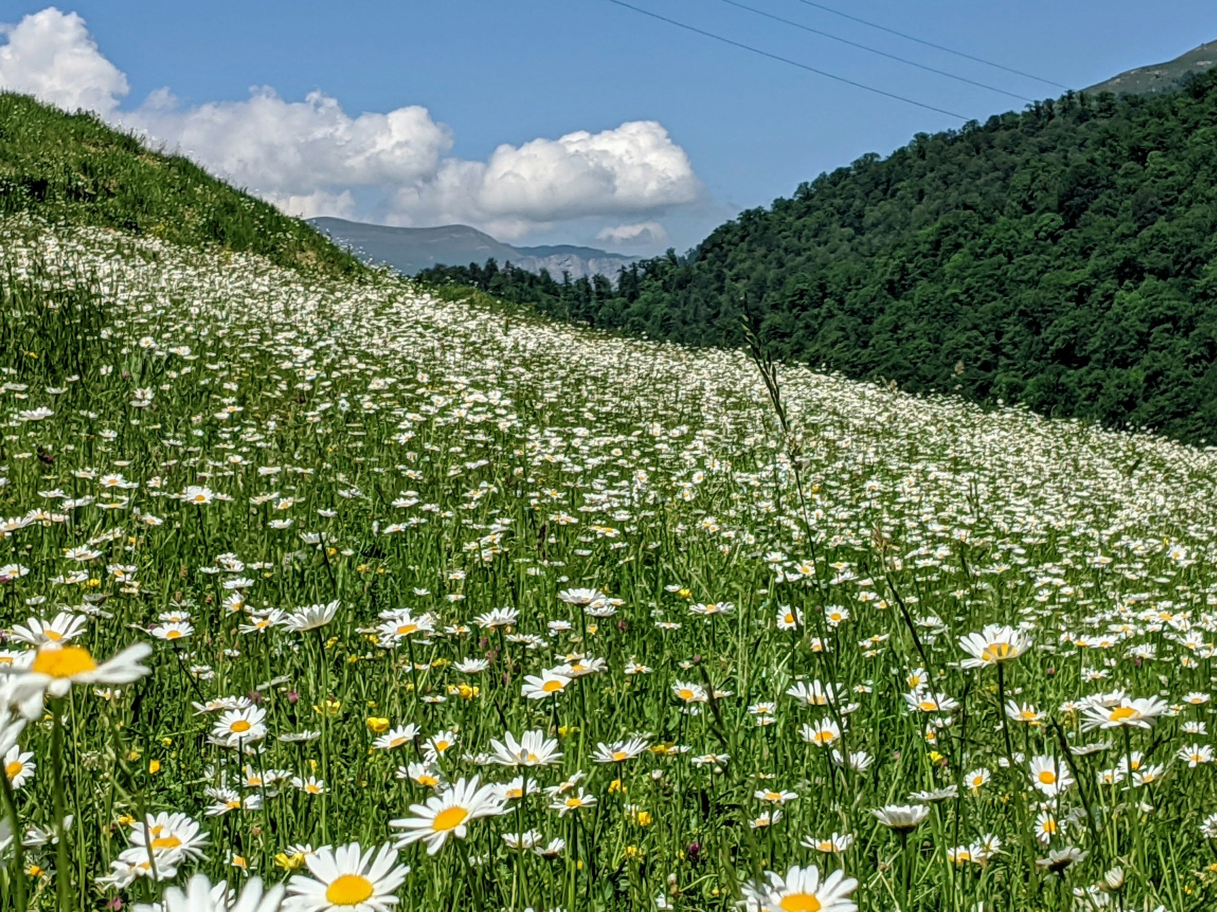 A hillside covered with numerous daisies in a green field, with forested mountains in the background under a partly cloudy sky.
