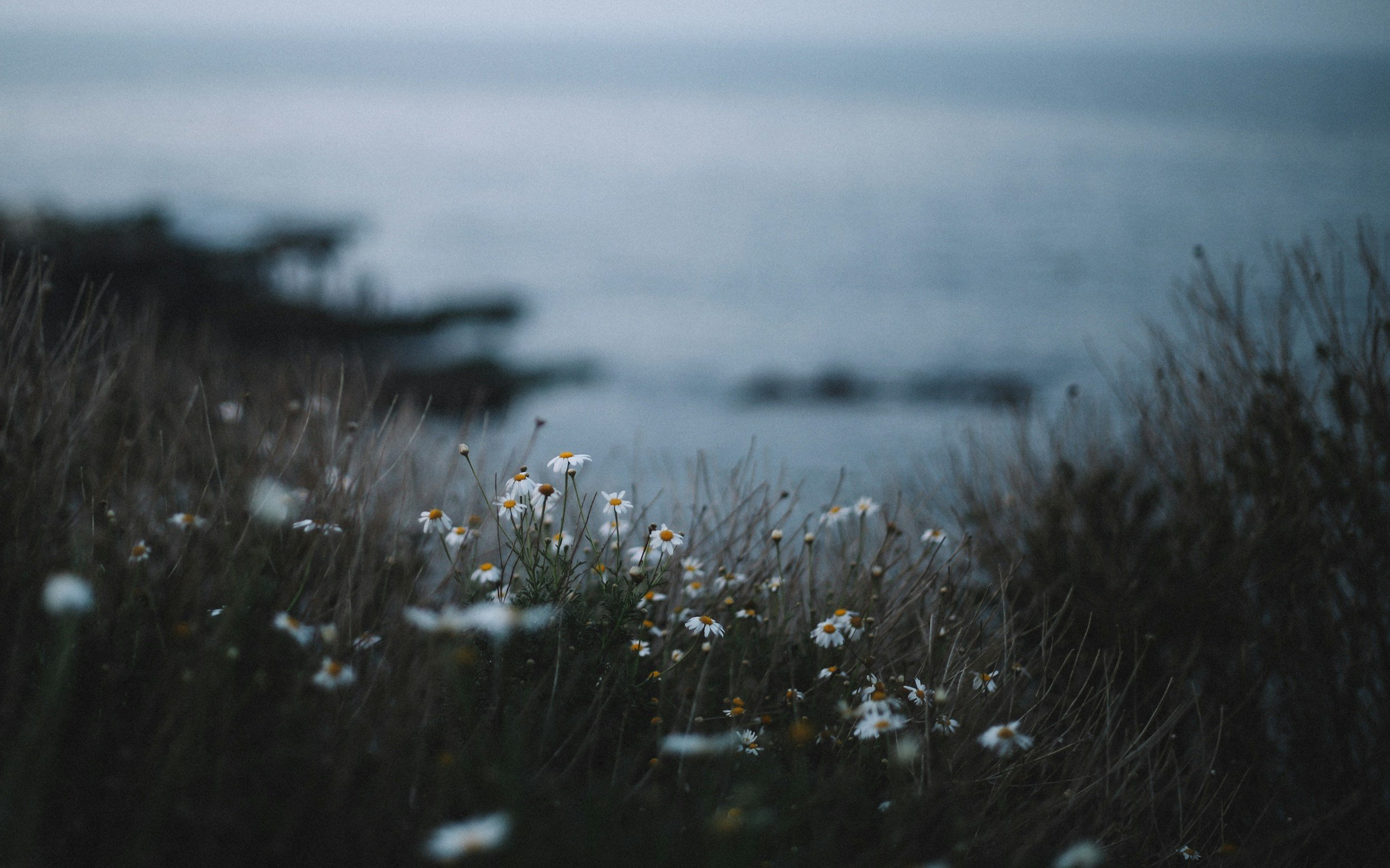 Daisies growing near a coastline at dusk with water in the background.