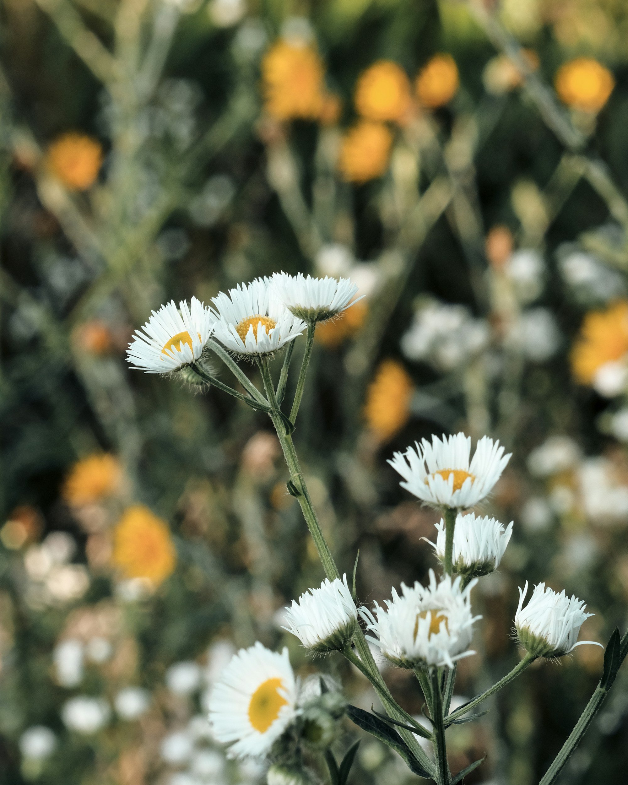 White daisy-like flowers with yellow centers in a field with blurred yellow and white flowers in the background.
