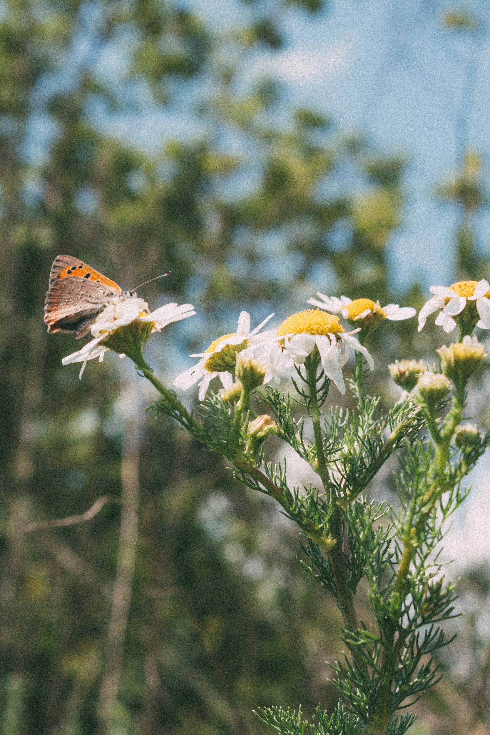 A butterfly perched on a white and yellow flower with a green, leafy background.
