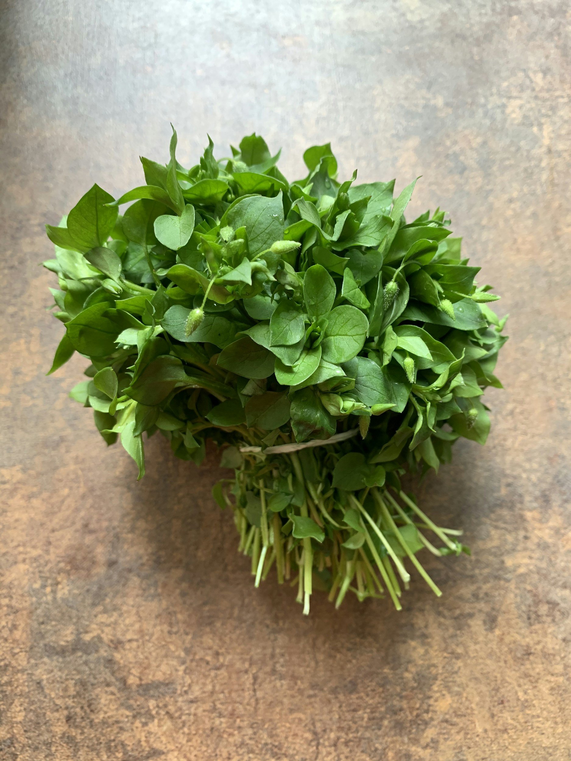 Fresh green microgreens arranged in a bunch on a brown surface.