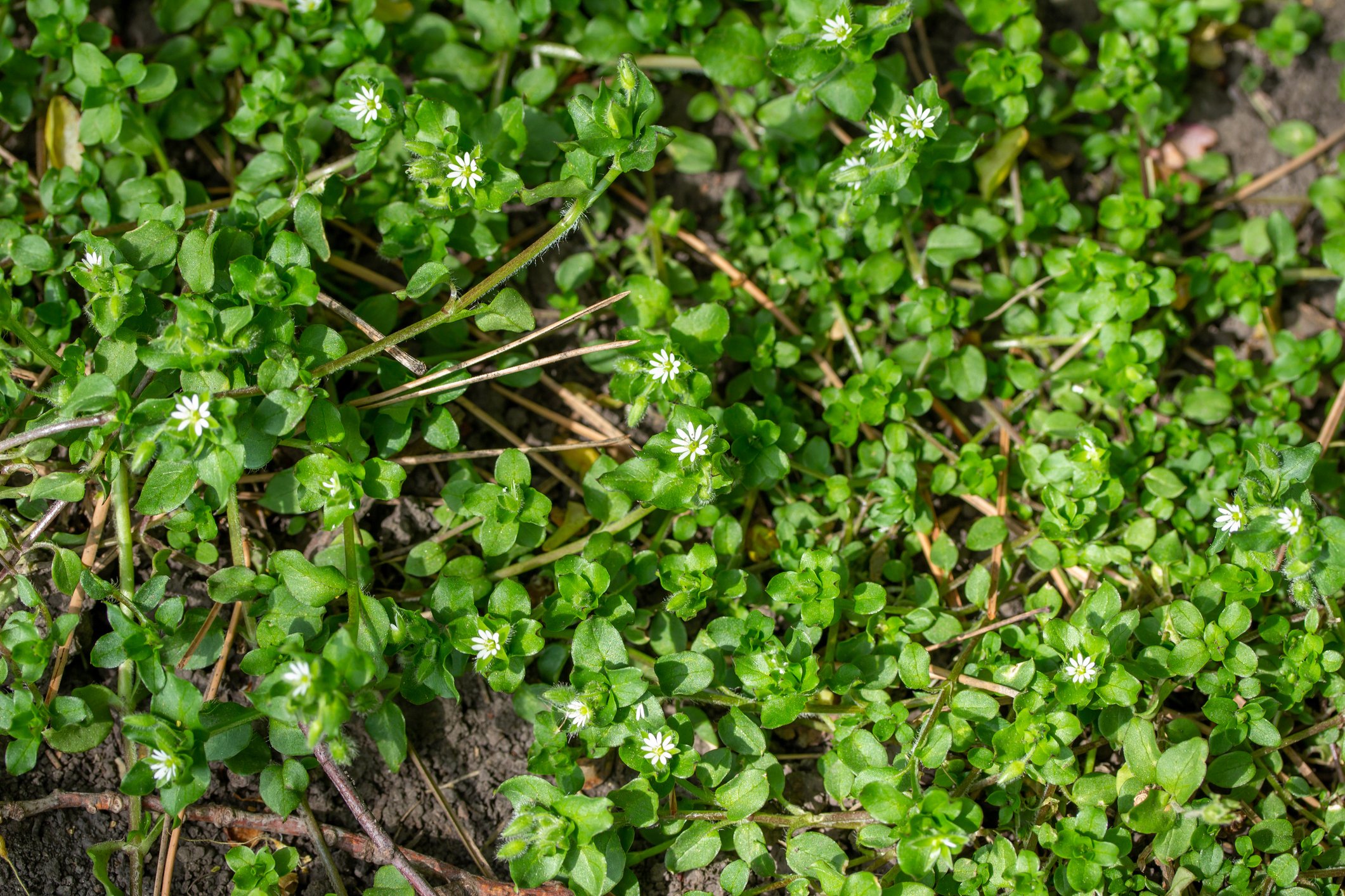 Close-up of lush green ground cover with tiny white flowers and small oval leaves in soil.