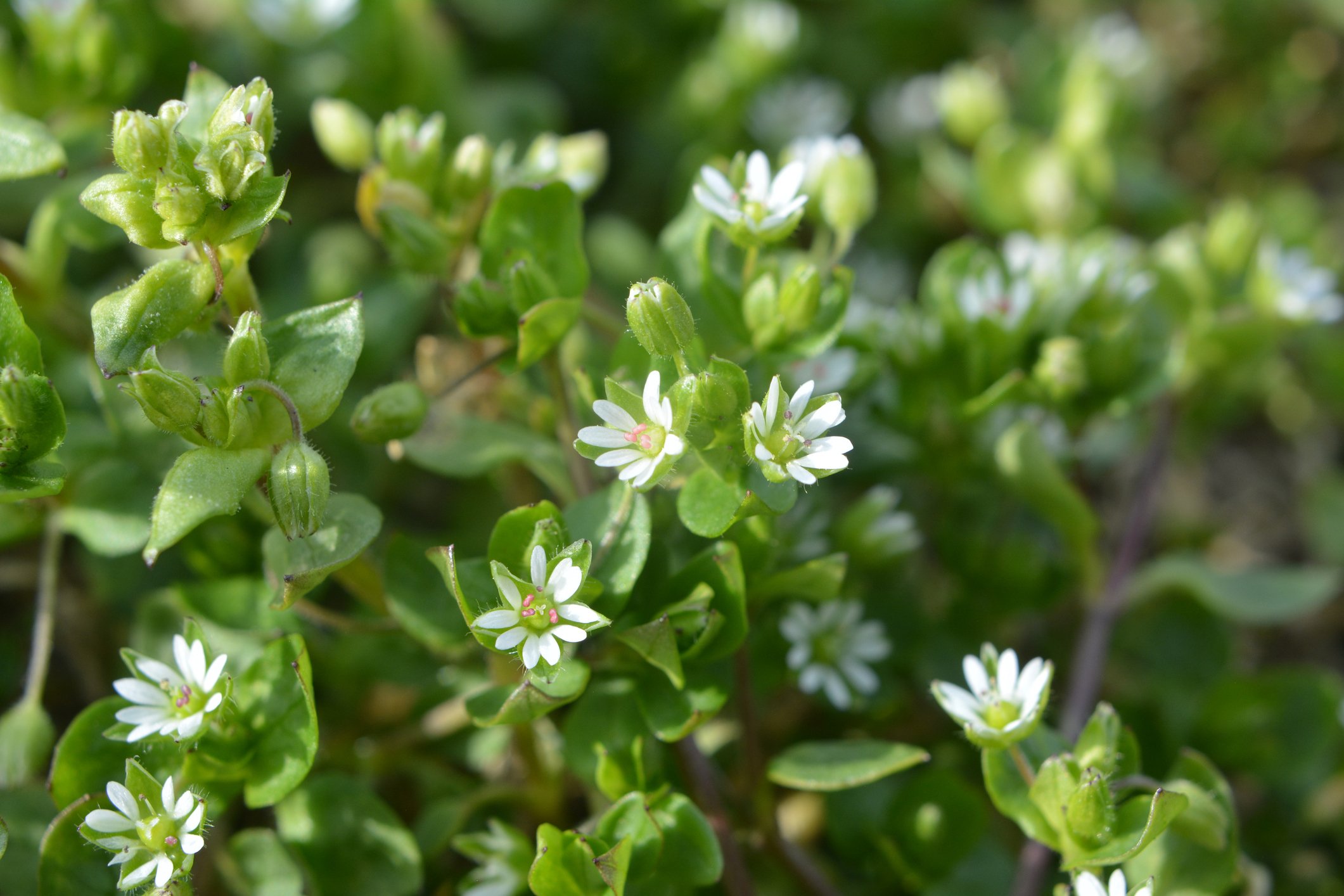 Close-up of green leafy plant with small white flowers.