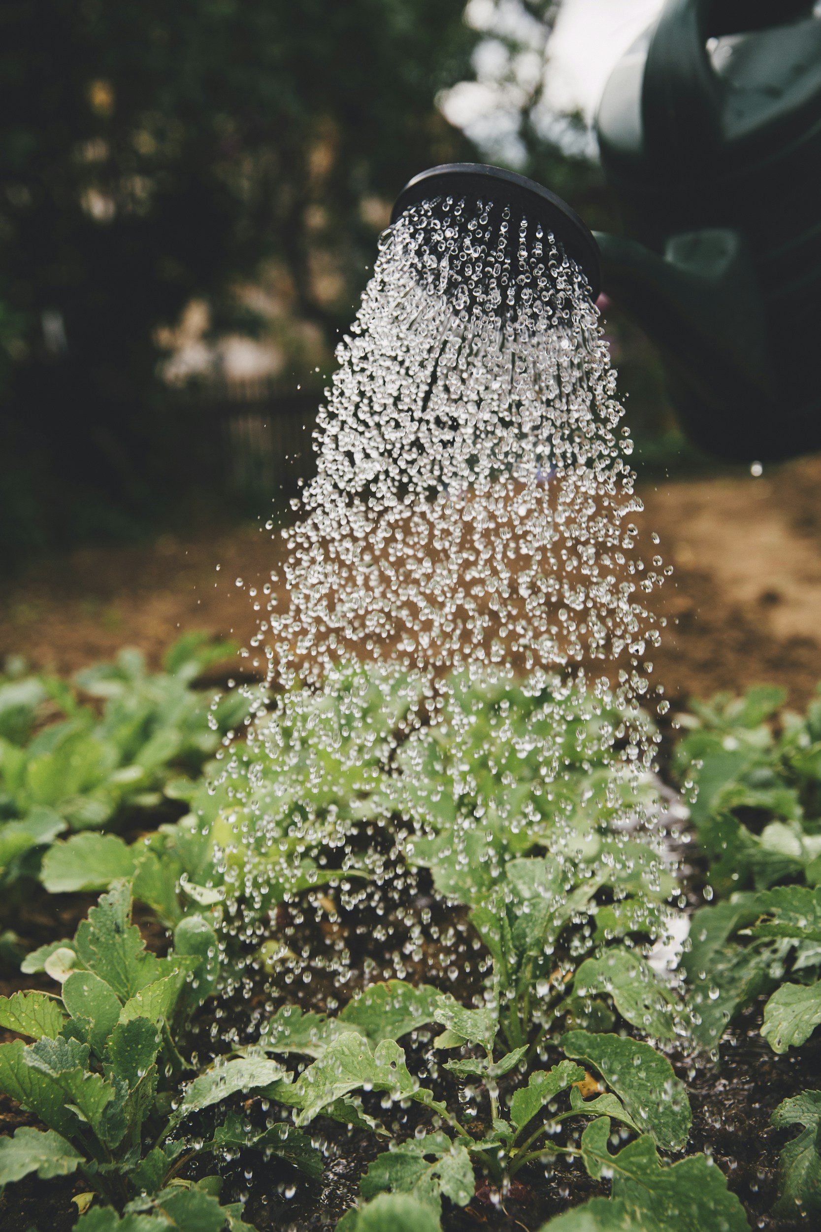 Watering can sprinkling water onto green leafy plants in a garden.