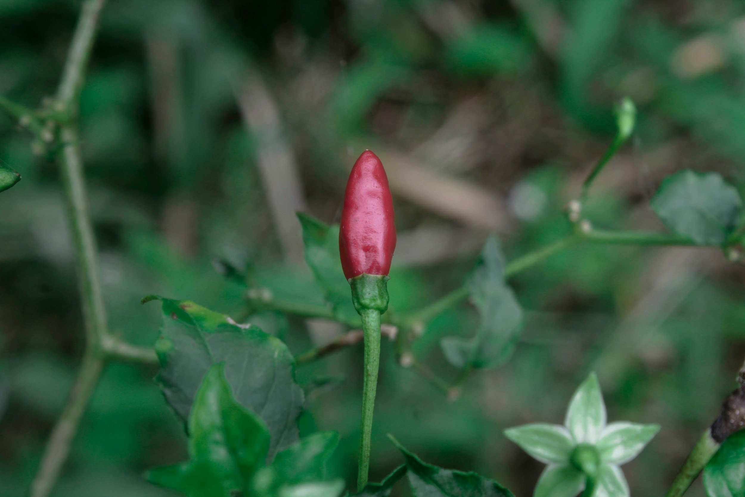 Red chili pepper growing among green leaves.