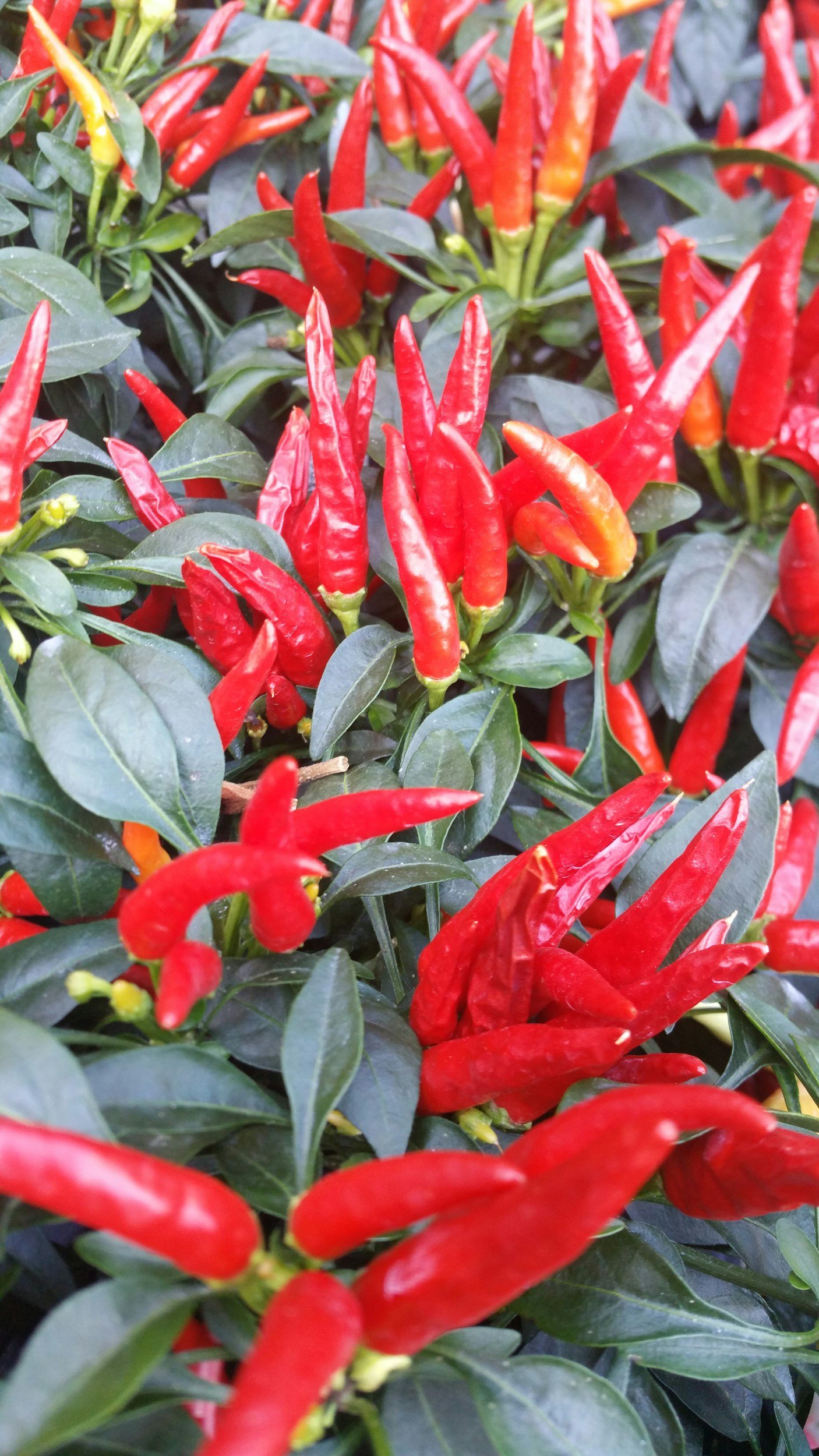 Red chili peppers growing among green leaves.