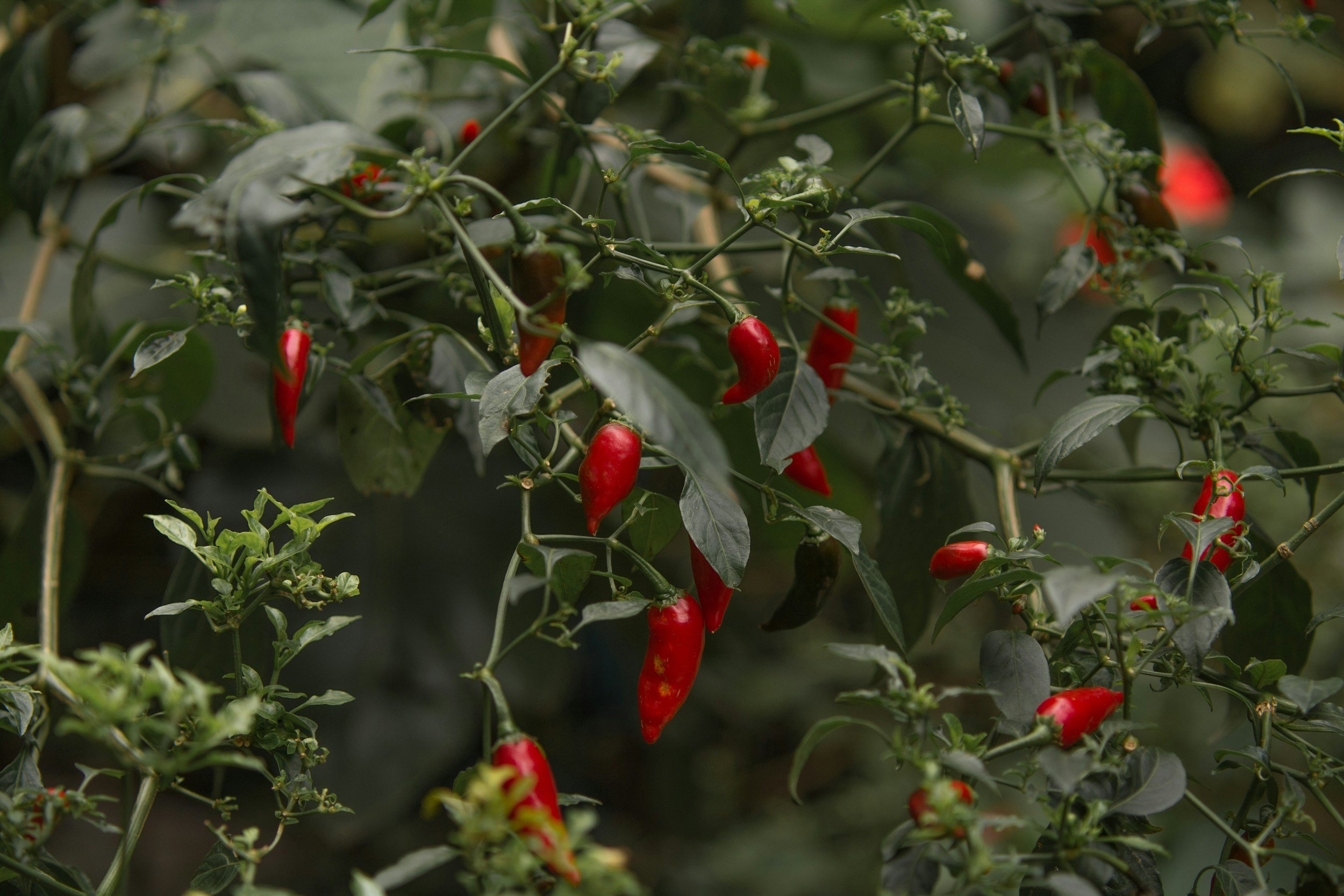 Red chili peppers growing on green plant with dark green leaves.