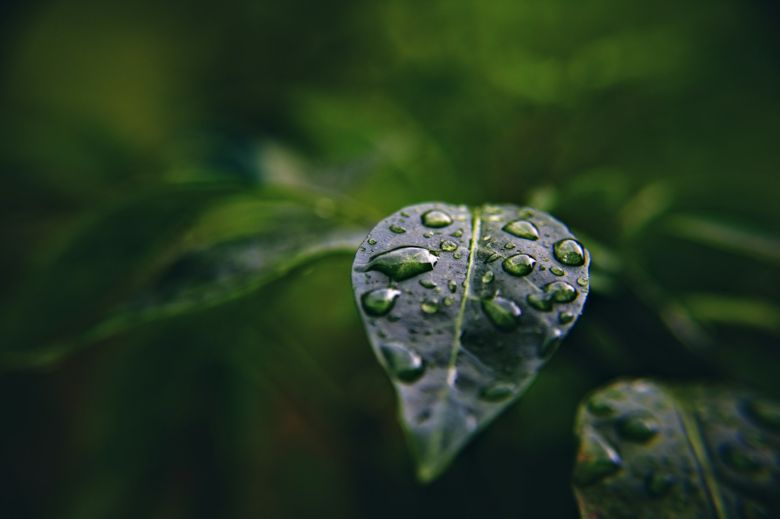 Close-up of a dark green leaf with water droplets on its surface amid blurred foliage.