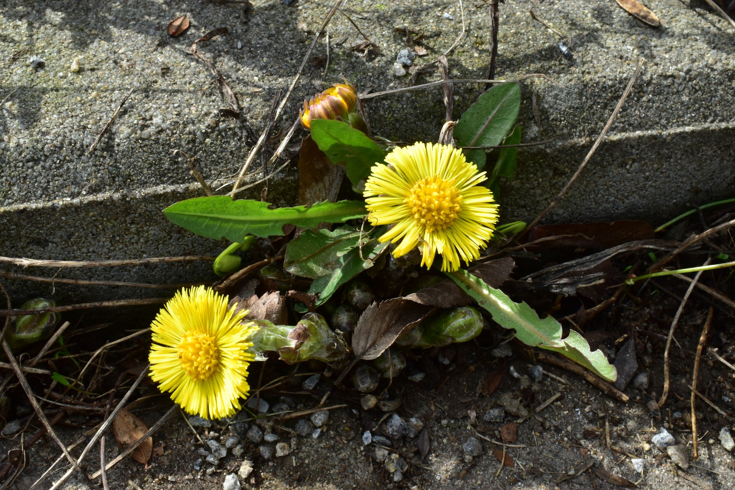 Coltsfoot plant attached to curb of road