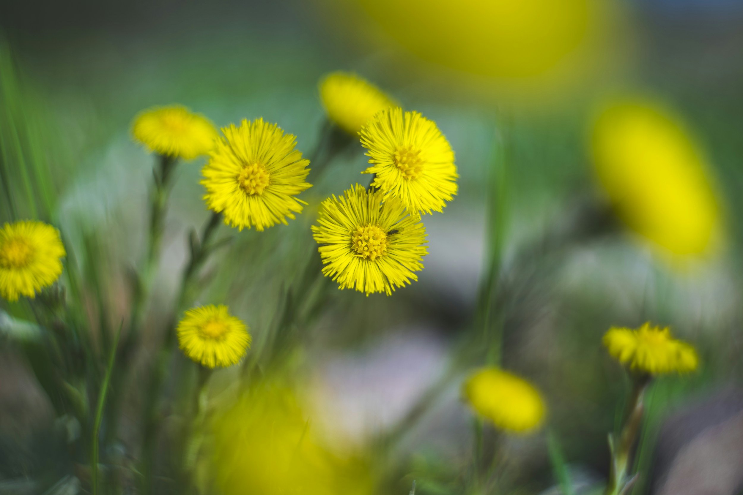 Close-up of yellow dandelion flowers with abstract black and yellow digital effects on some of the flowers, set against a blurred green background.