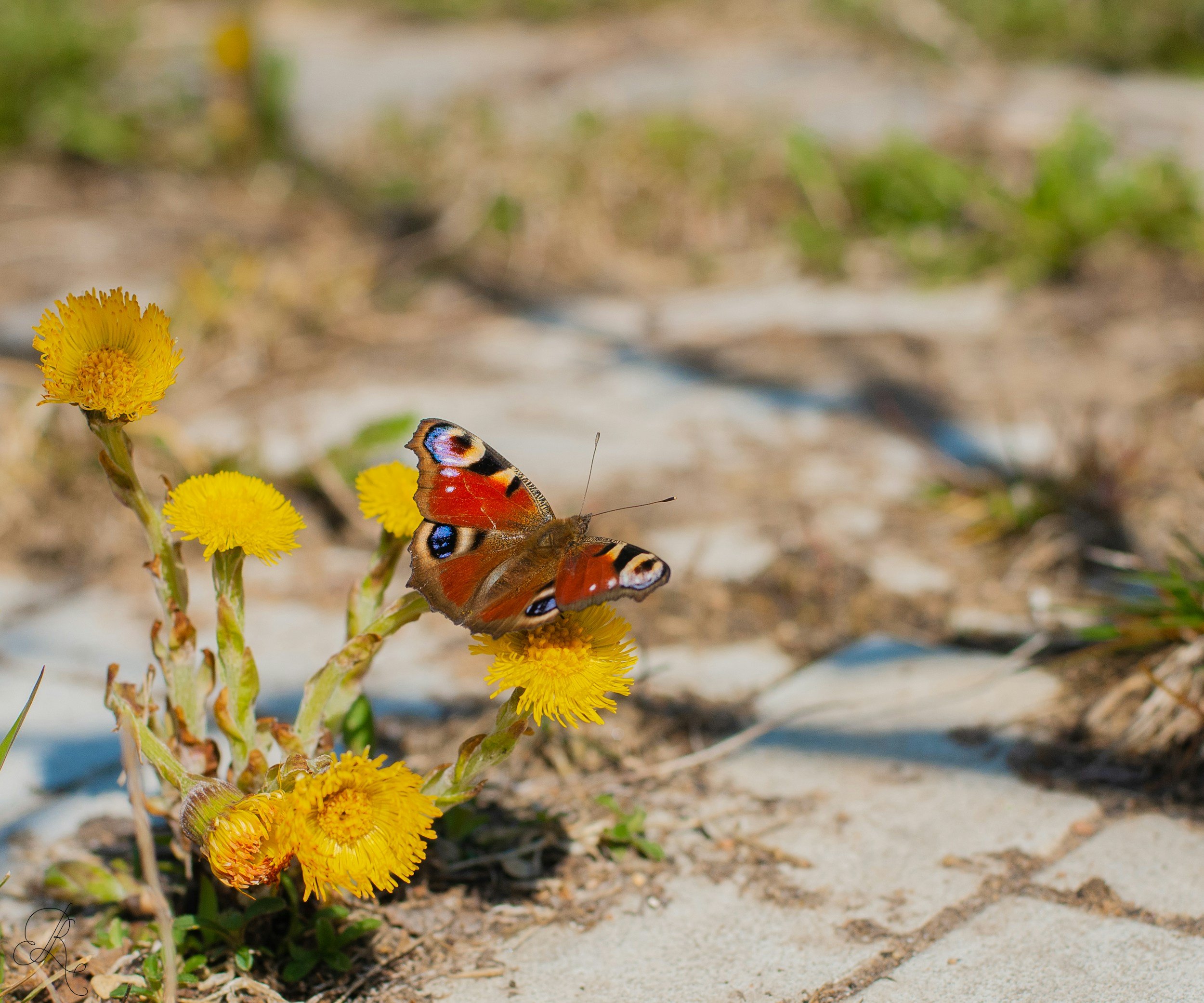 Coltsfoot growing in footpath and butterfly on flower
