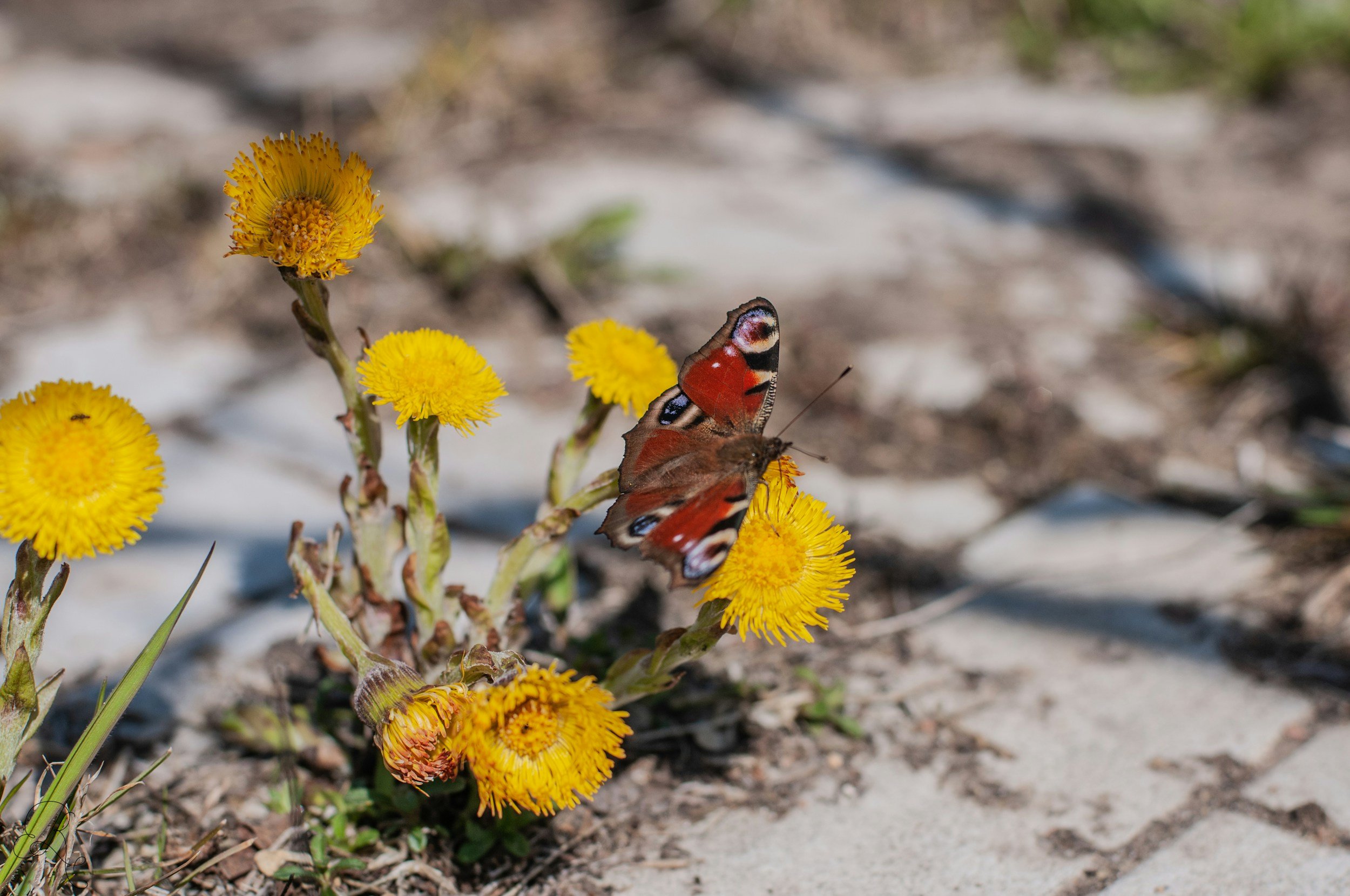 coltsfoot plant ground in path with butterfly